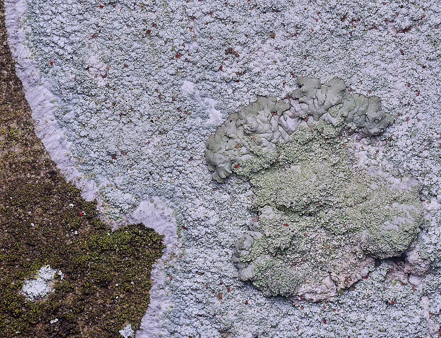 HoughtonHaematommaochroleucum080226-3