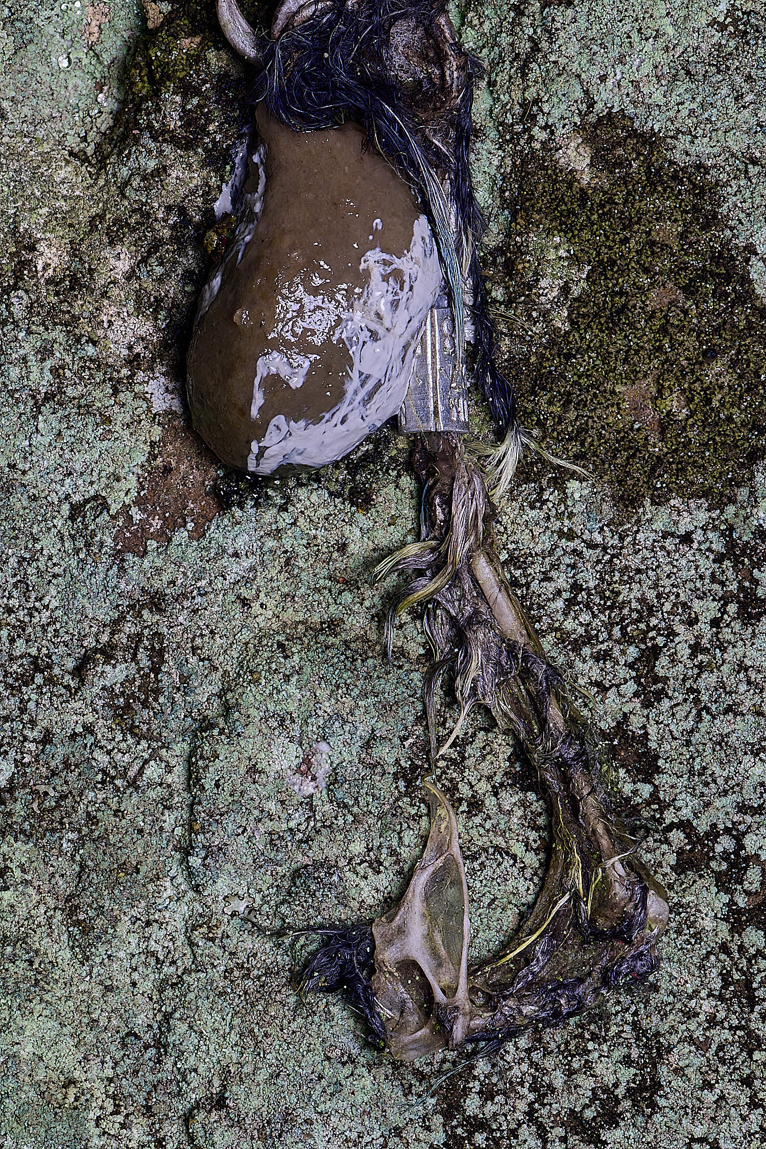 HoughtonHallBirdring080226-1