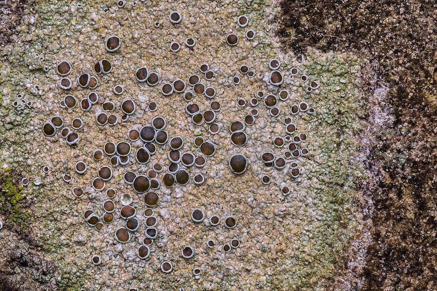 HoughtonLecanoracampestris080226-1