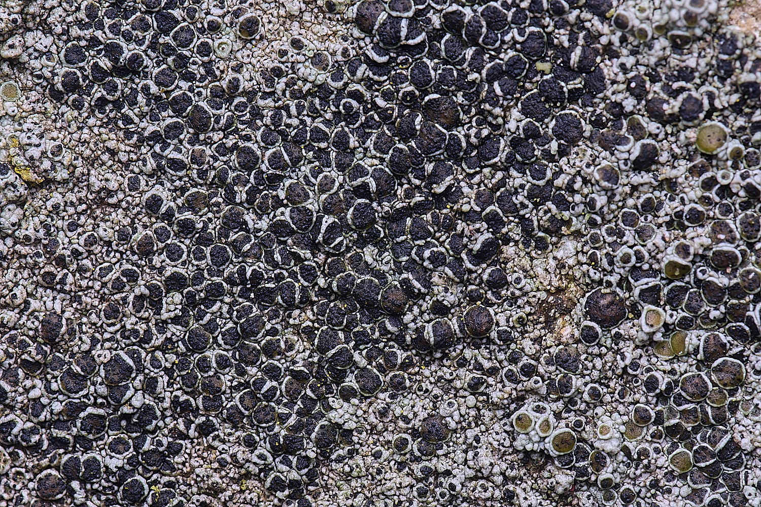 HoughtonLecanoracampestris2080226-2