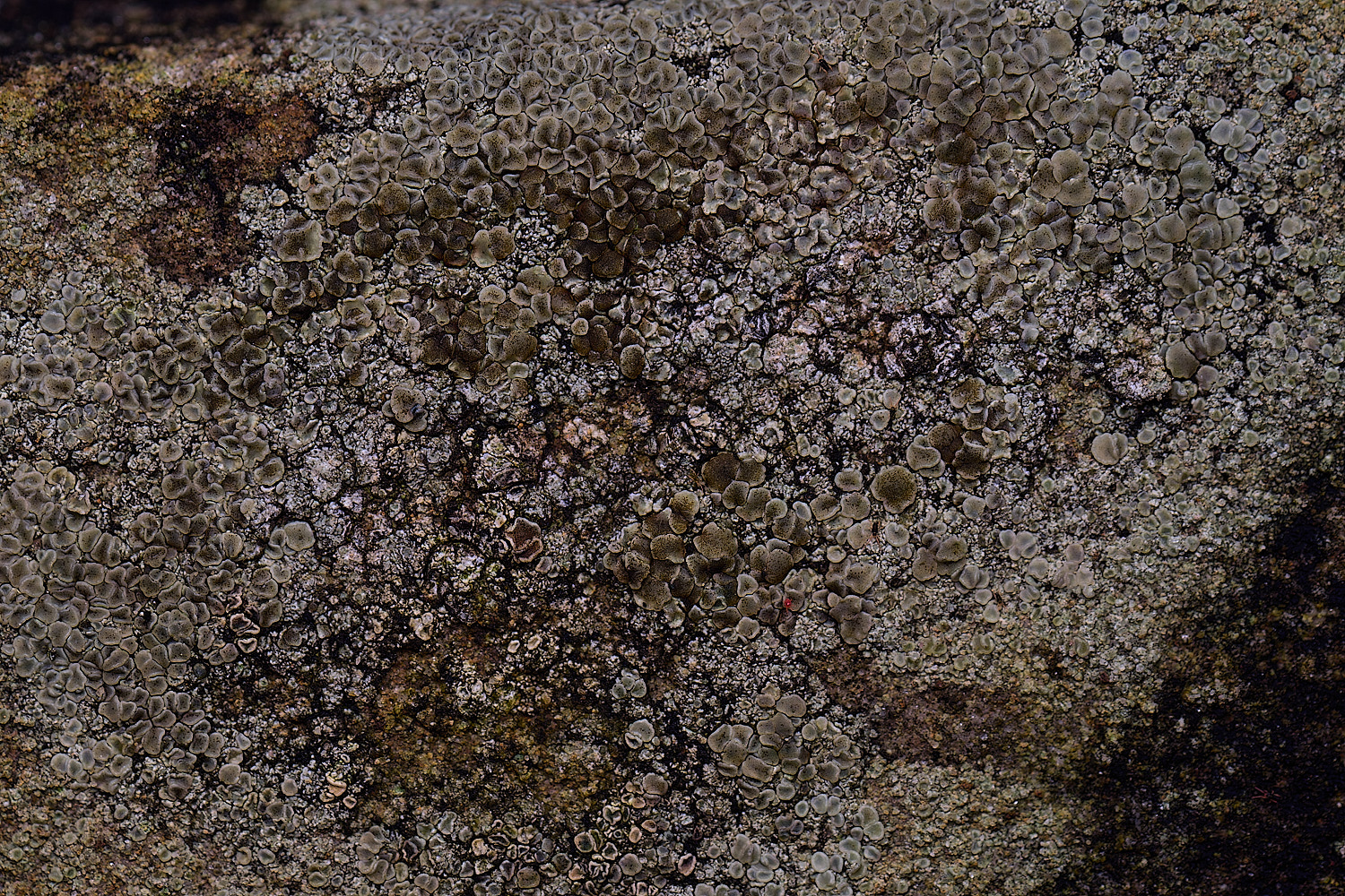 HoughtonLecanorapolytropa080226-2