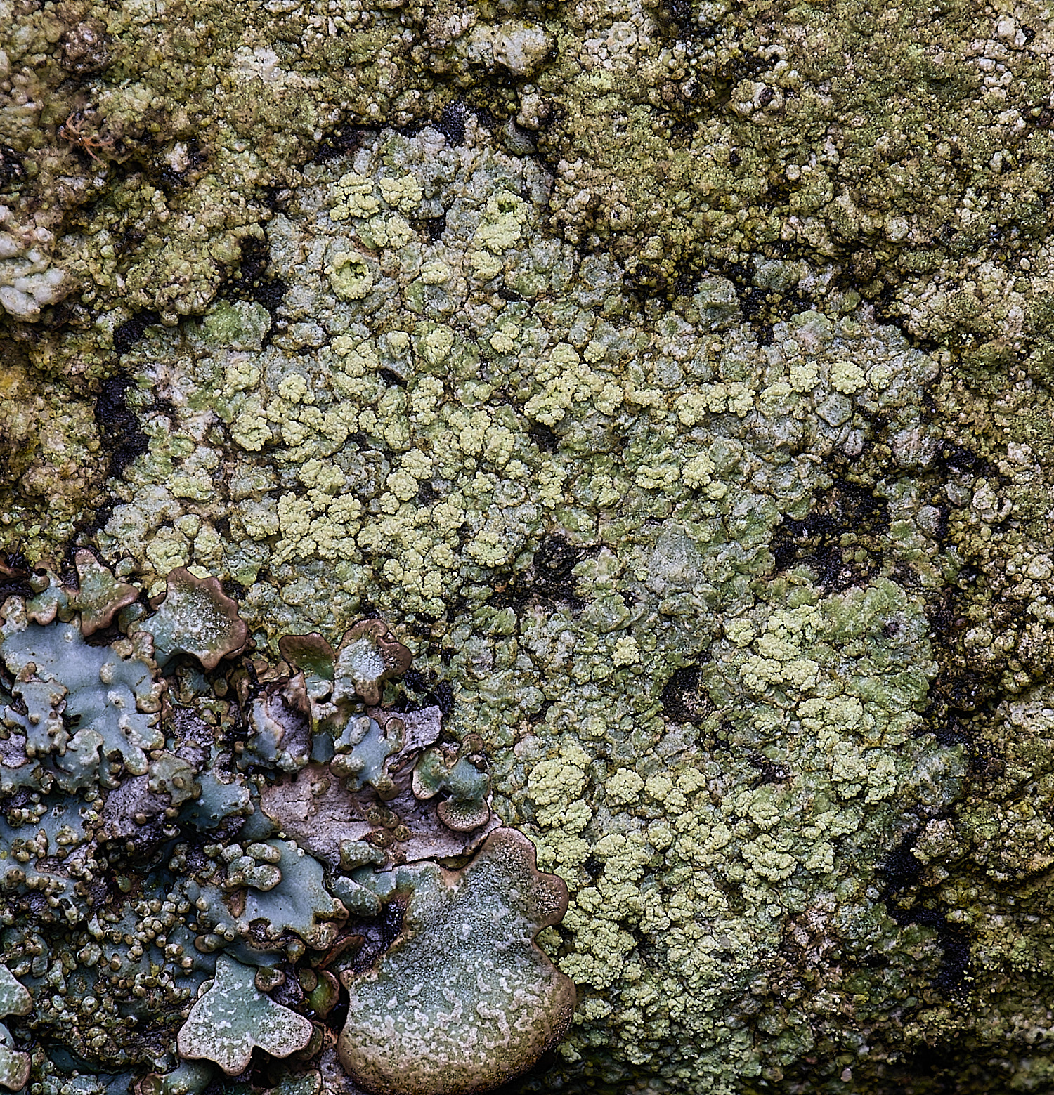 HoughtonLecidellascabra08022-1