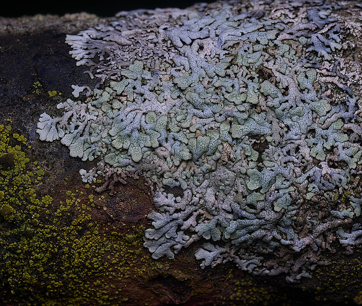 HoughtonPhysciaCaesia080226-1