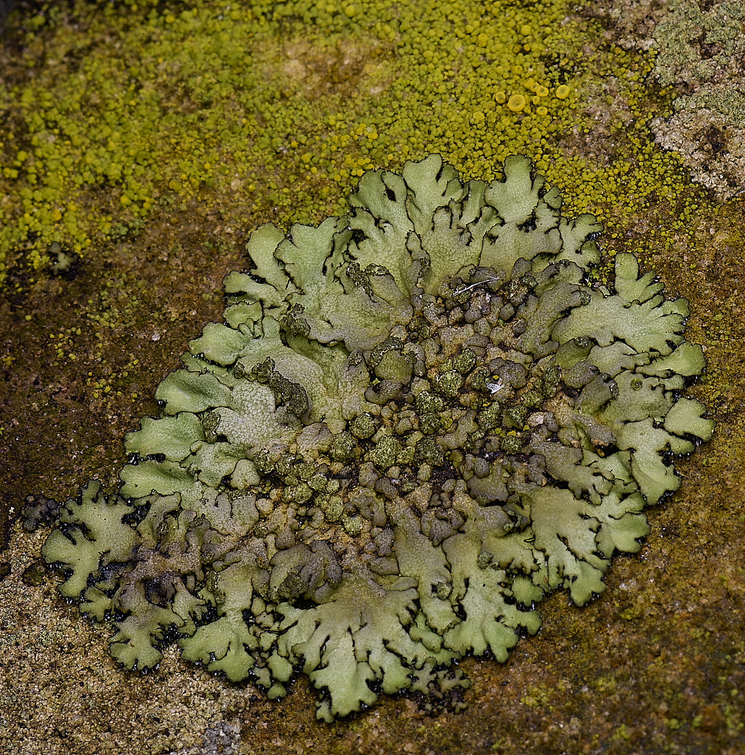 HoughtonPhysciaorbicularis080226-1