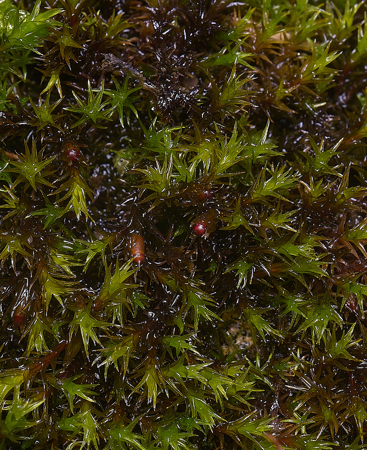 HoughtonSchistidiumcrassipilum080226-2