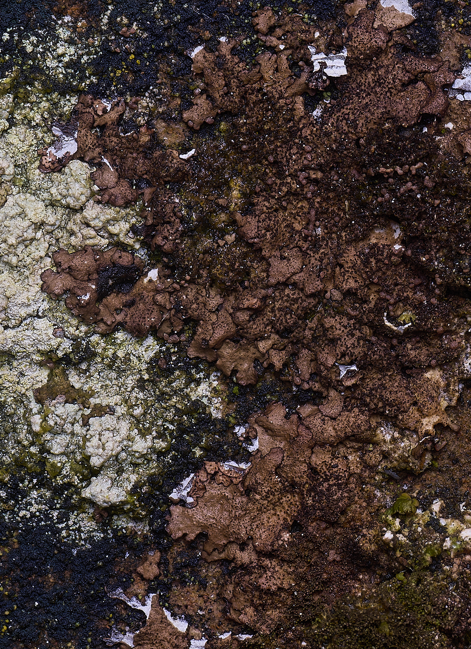 HoughtonScoliosporumumbrinum080226-1 1