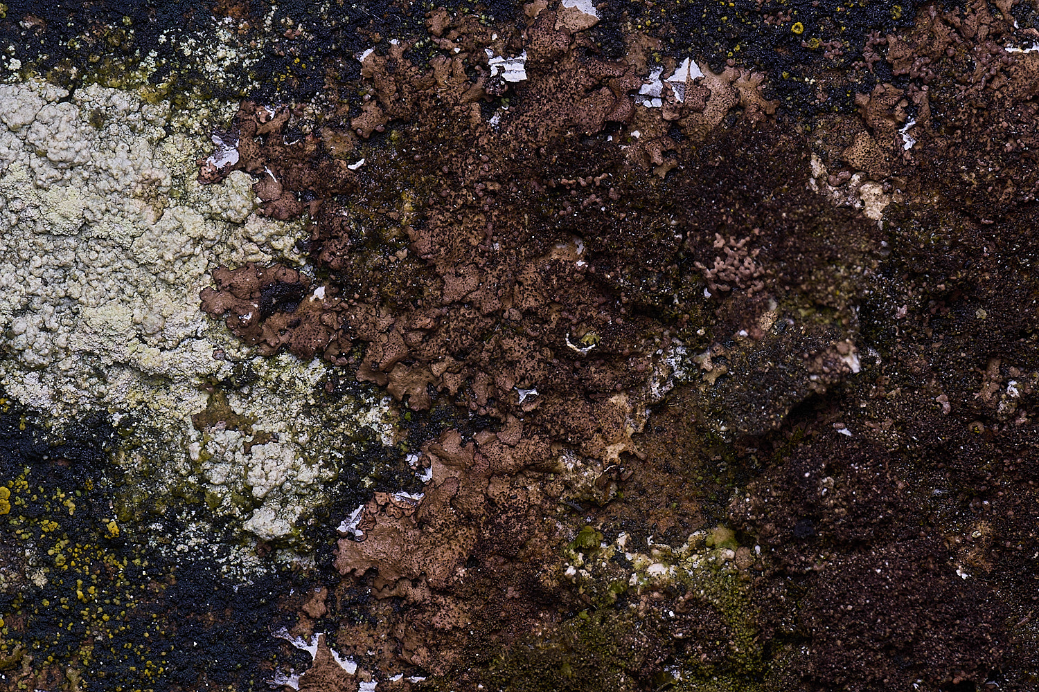 HoughtonScoliosporumumbrinum080226-1