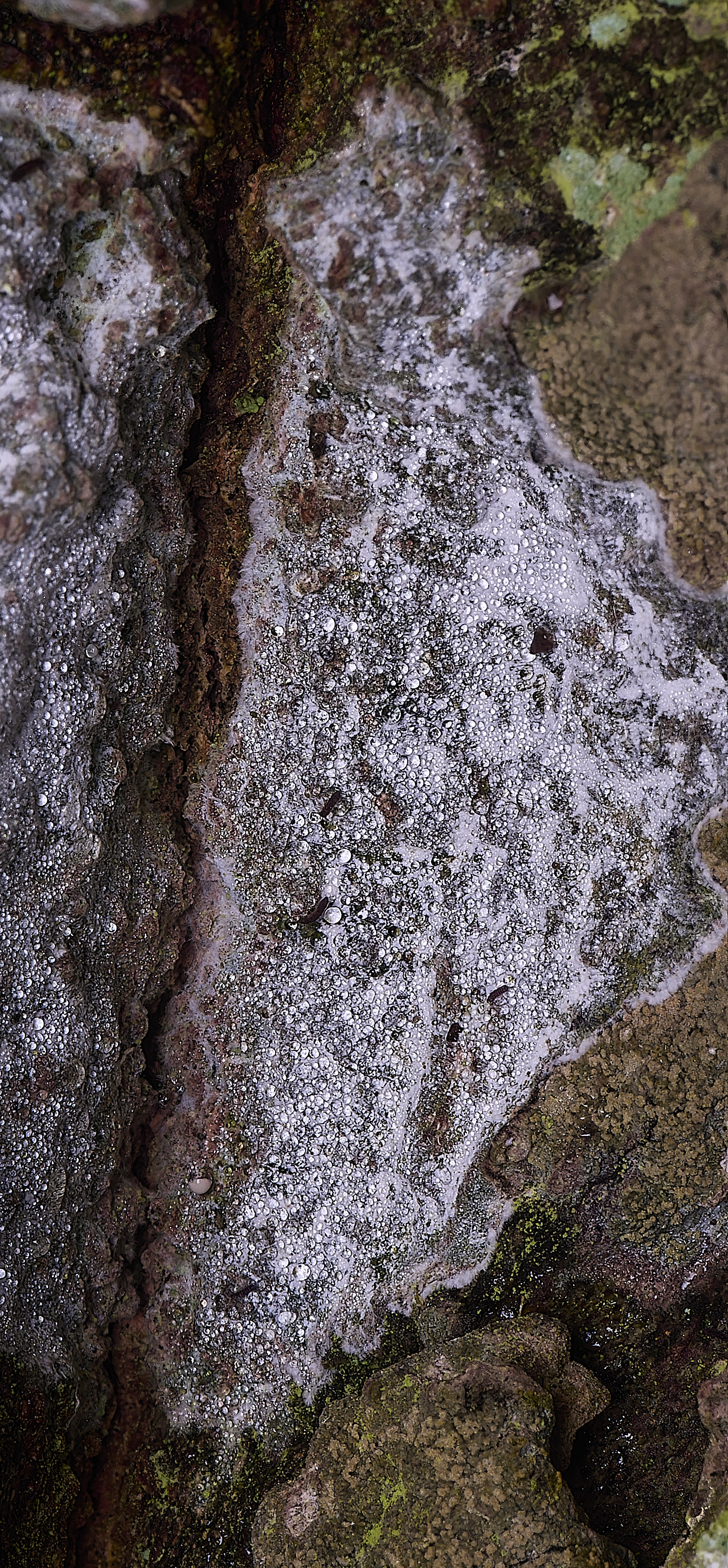 HoughtonSporodophoroncretaceum080226-4