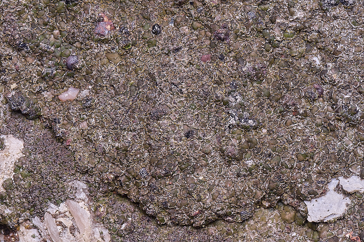 HoughtonVeruucariamacrostomaform furfuracea080226-2