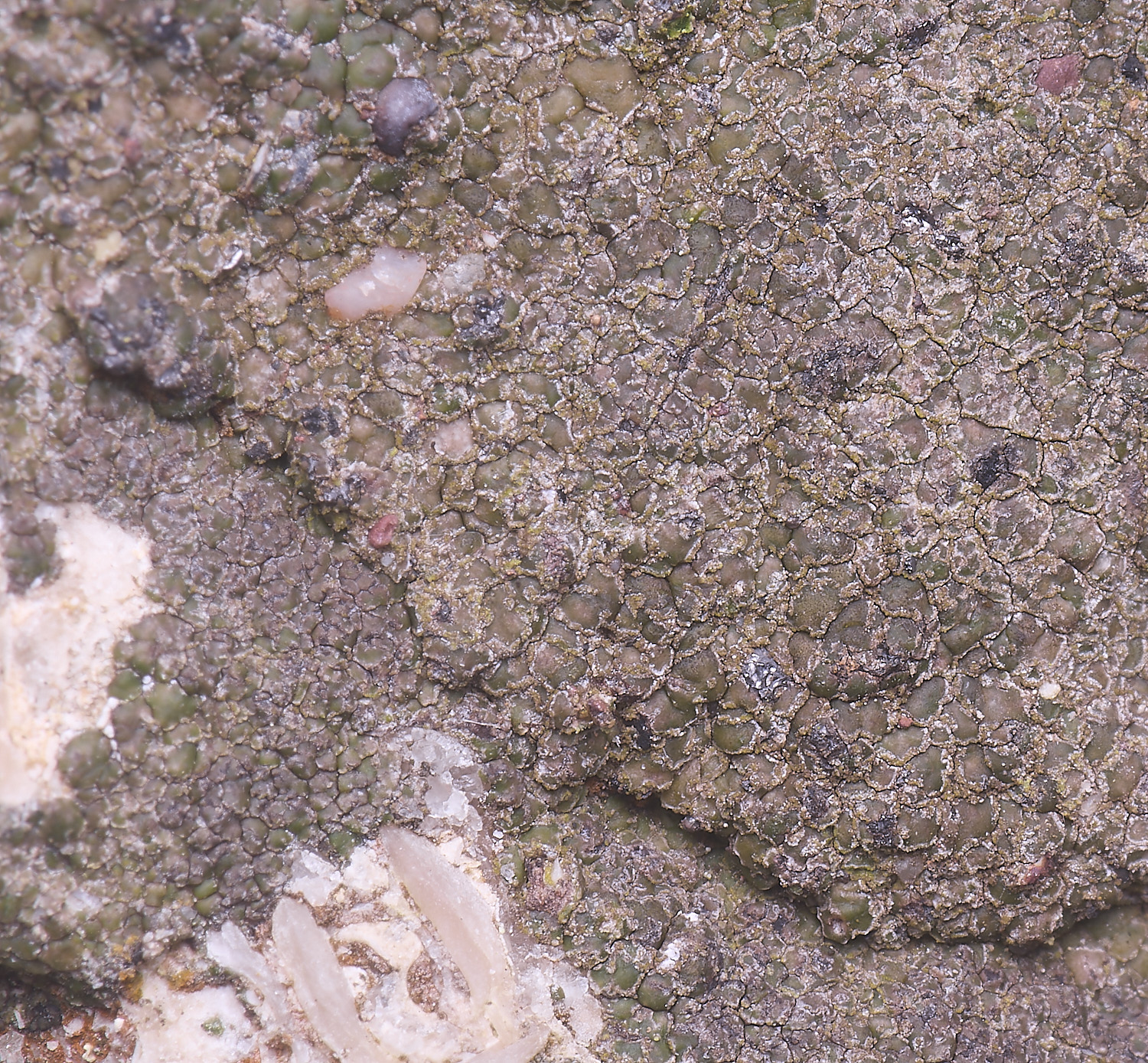 HoughtonVeruucariamacrostomaform furfuracea080226-3