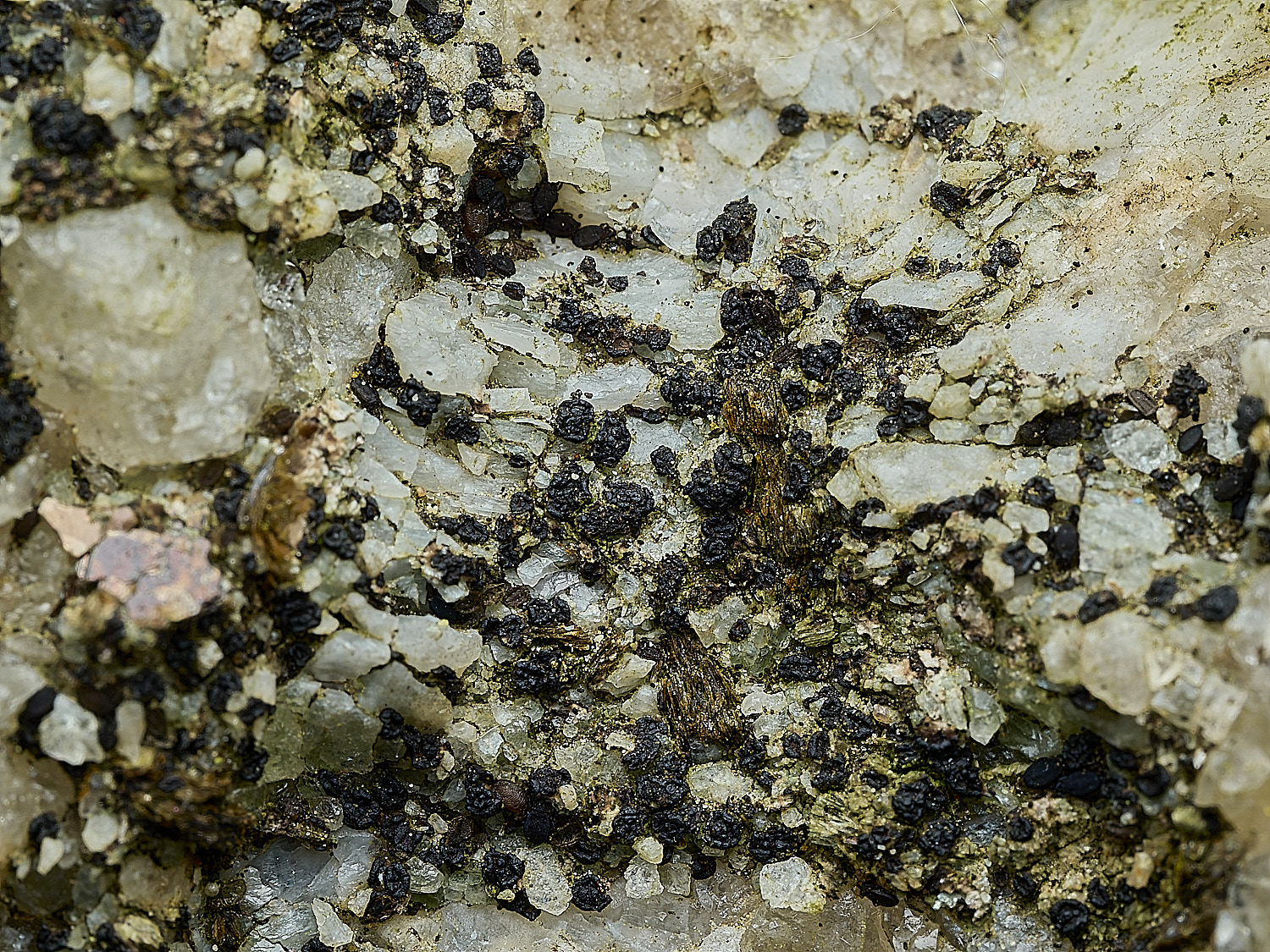 ItteringhamLichen2180426-1