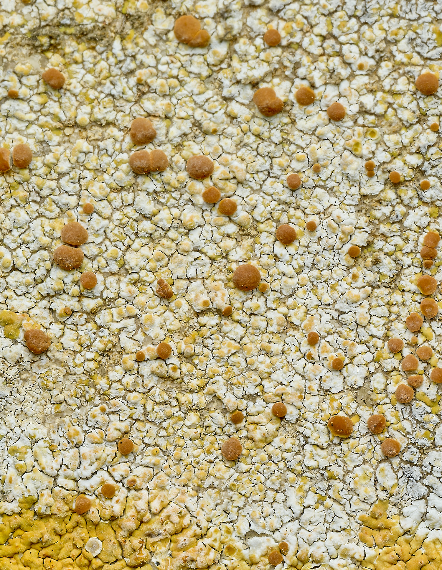 ItteringhamLichen4180426-4