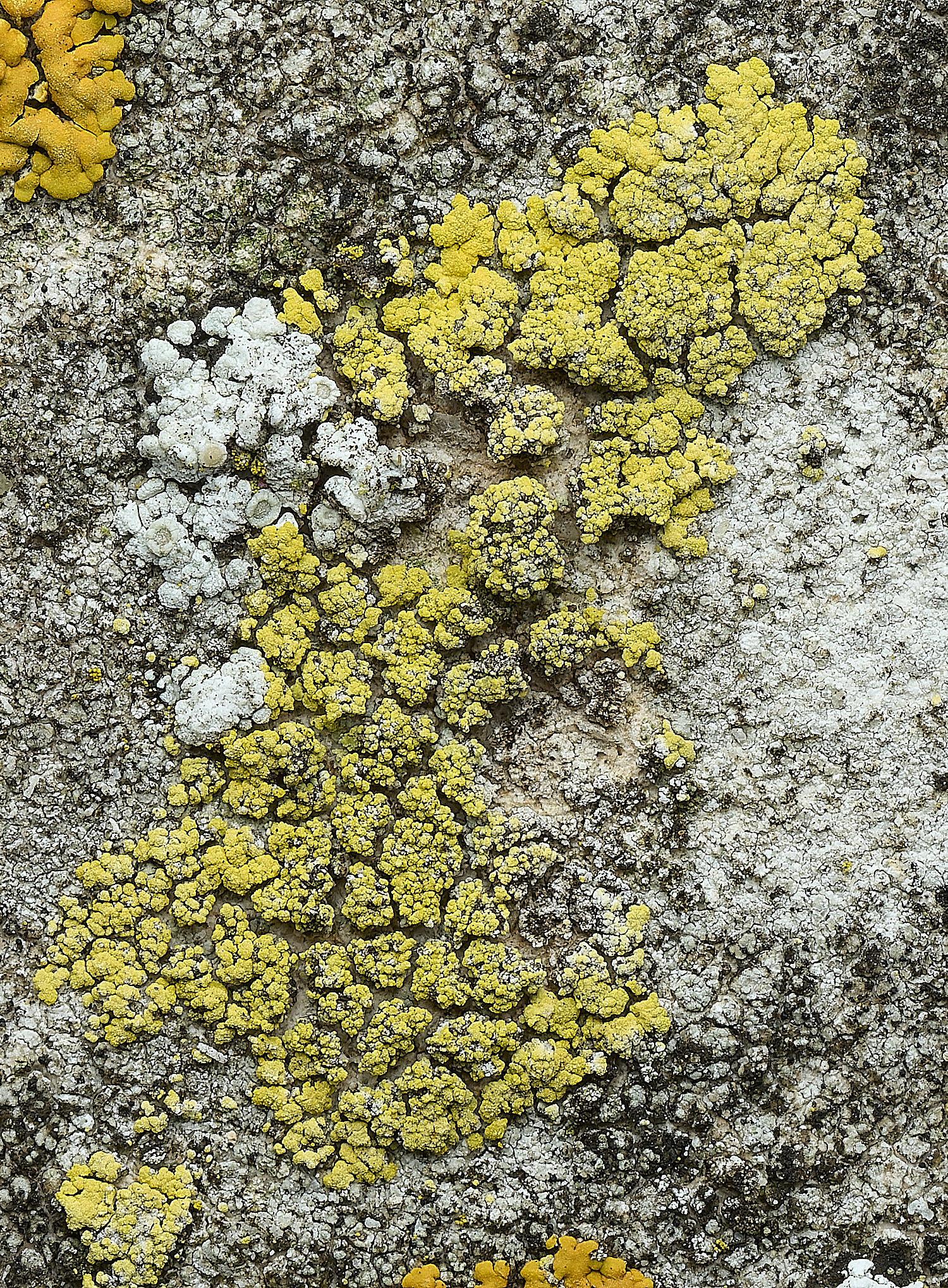 ItteringhamLichen5180426-2