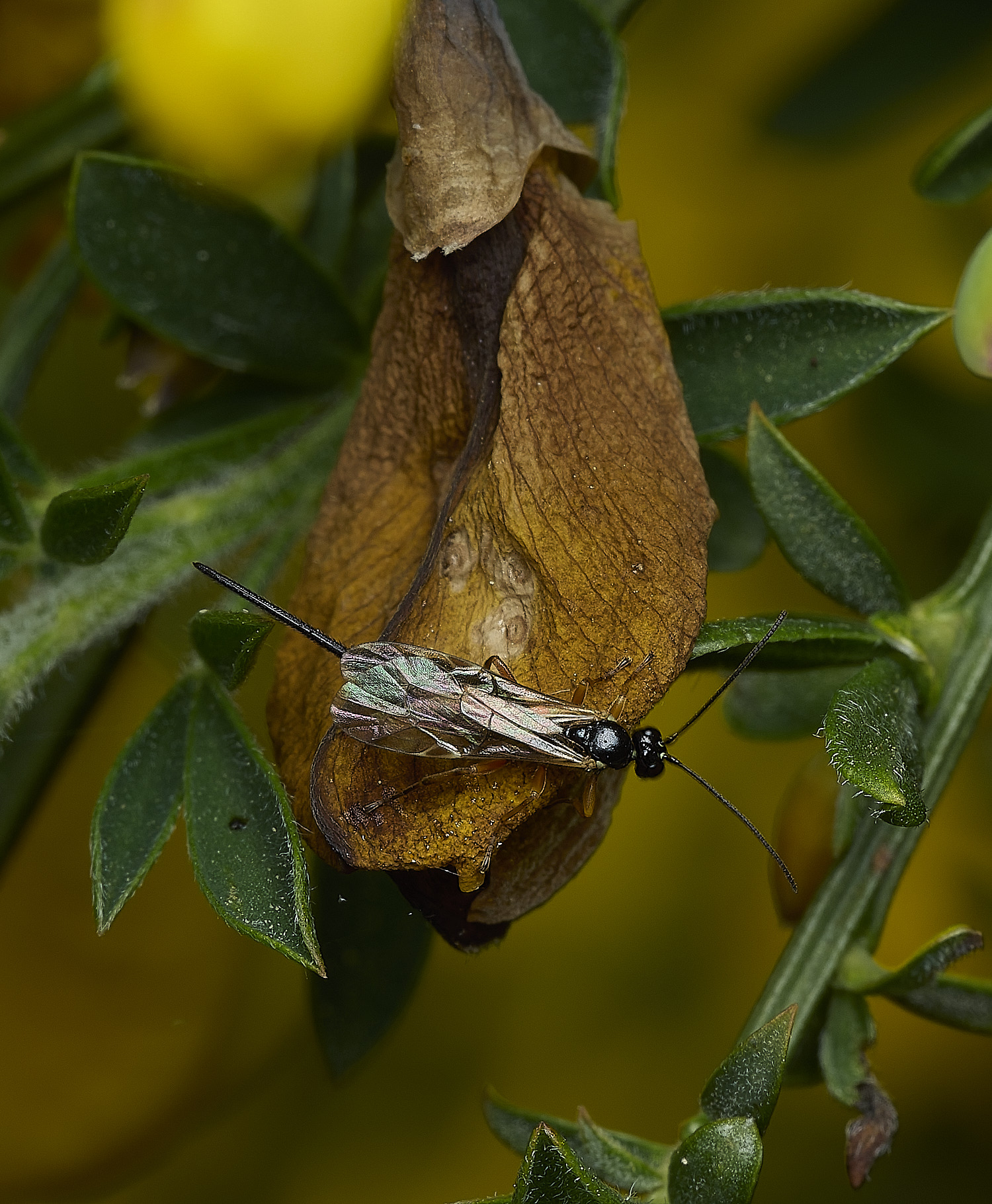 KellingHeathBorer270426-2