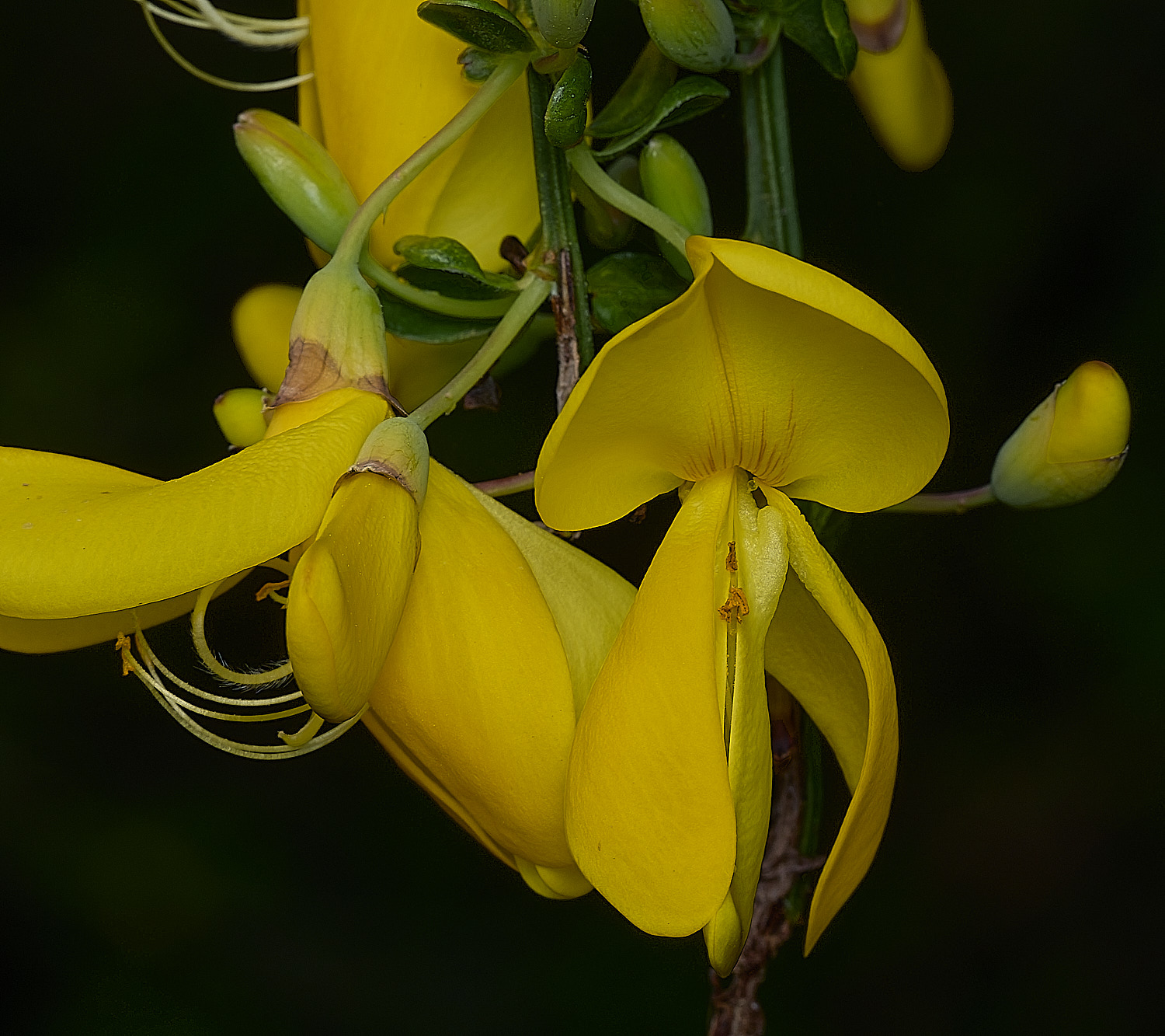 KellingHeathBroom270426-2
