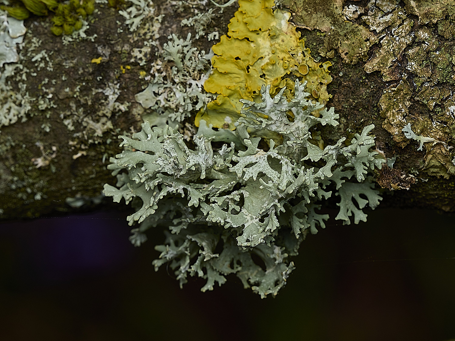 KellingHeathEprunastri270426-1