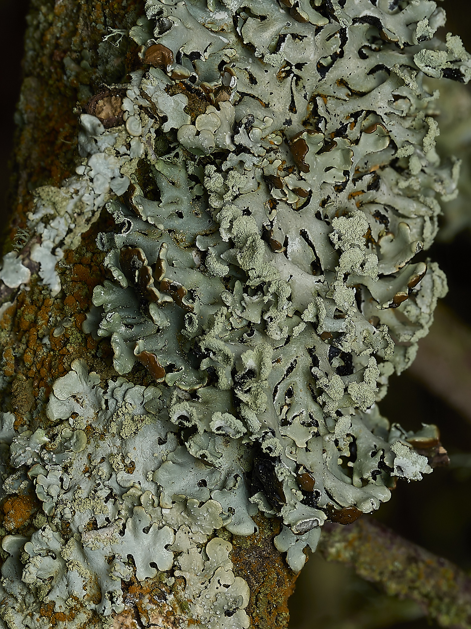 KellingHeathHrevoluta270426-1