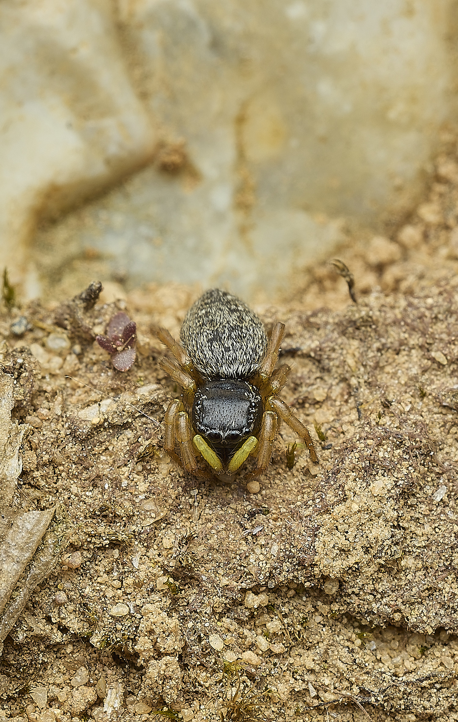 KellingHeathJumpingSpiderSp270426-3