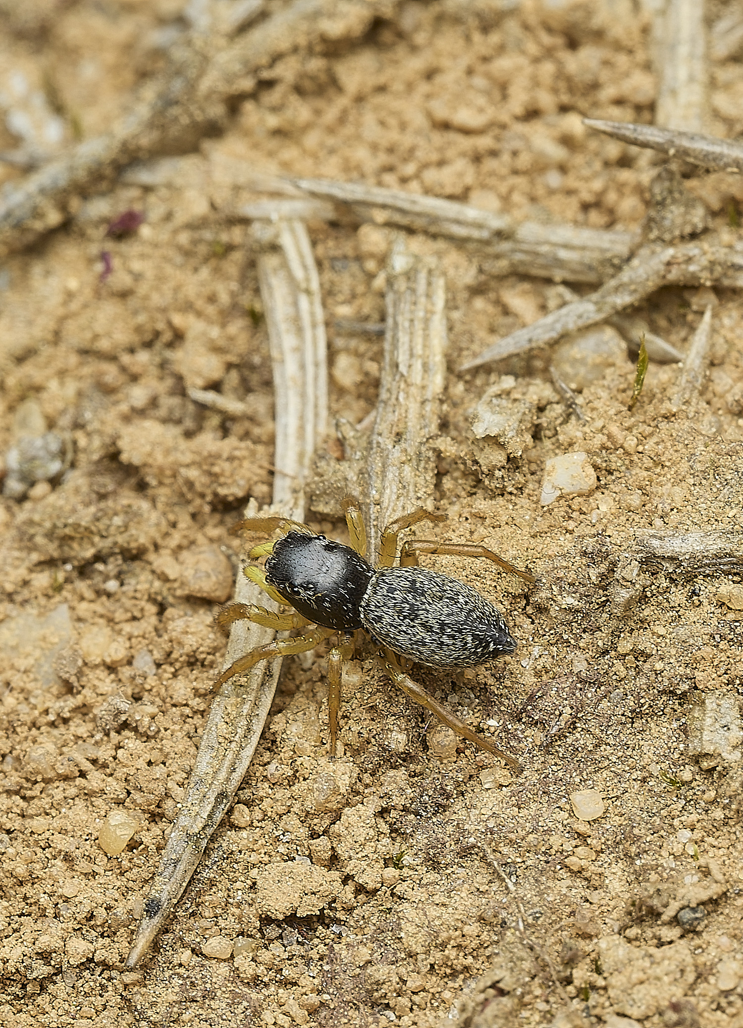 KellingHeathJumpingSpiderSp270426-4