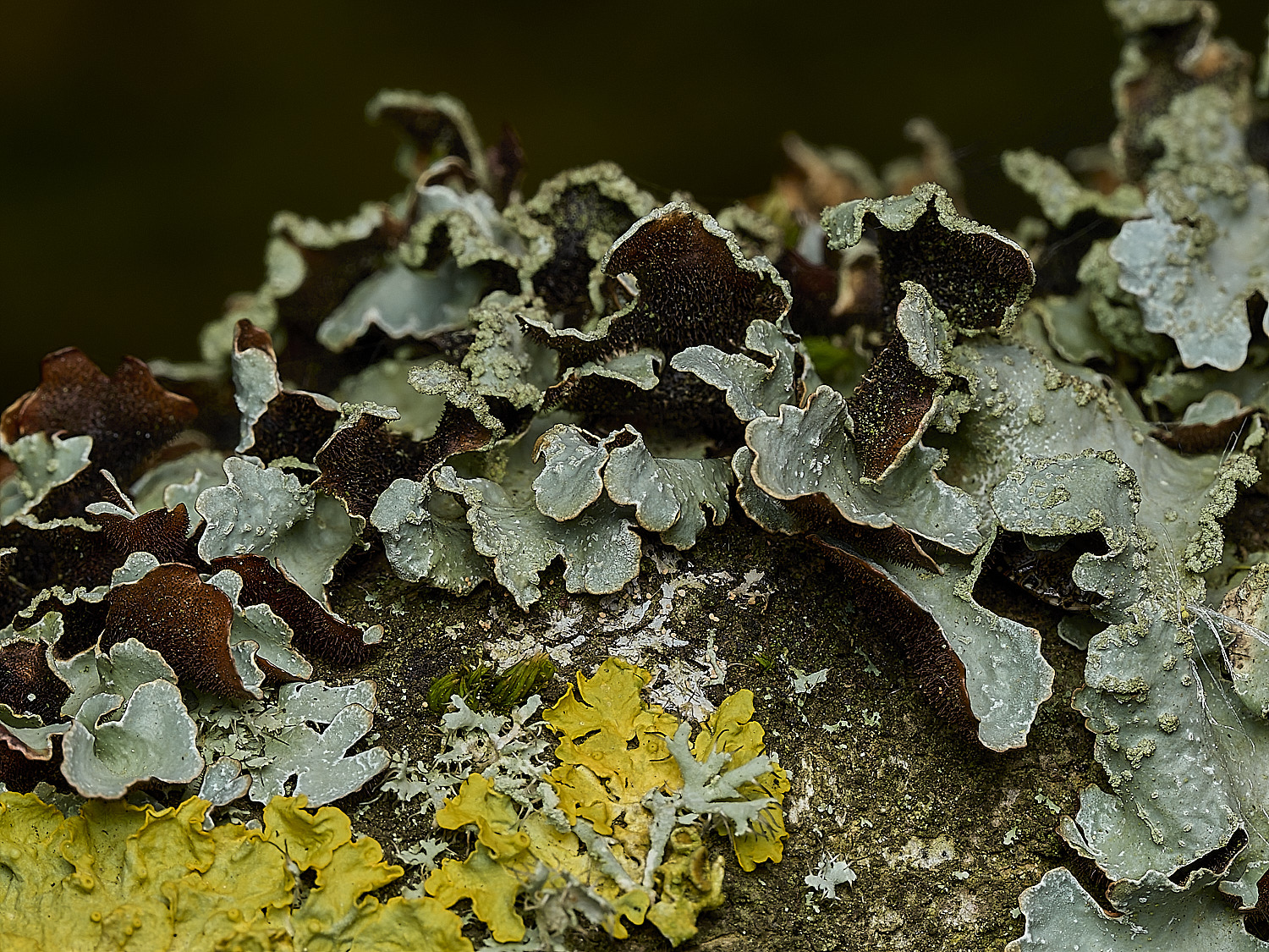 KellingHeathLichen5270426-1