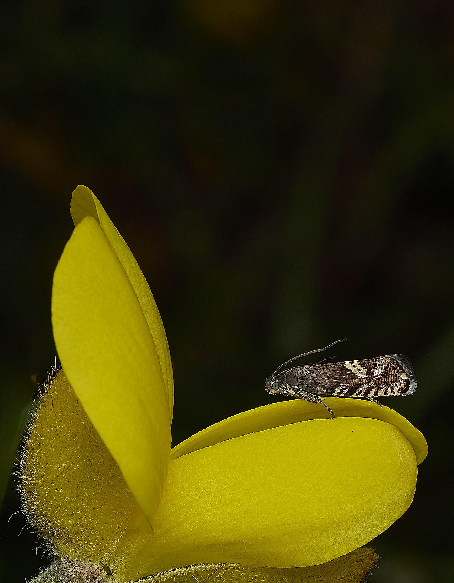 KellingHeathMicroMothSp270426-2