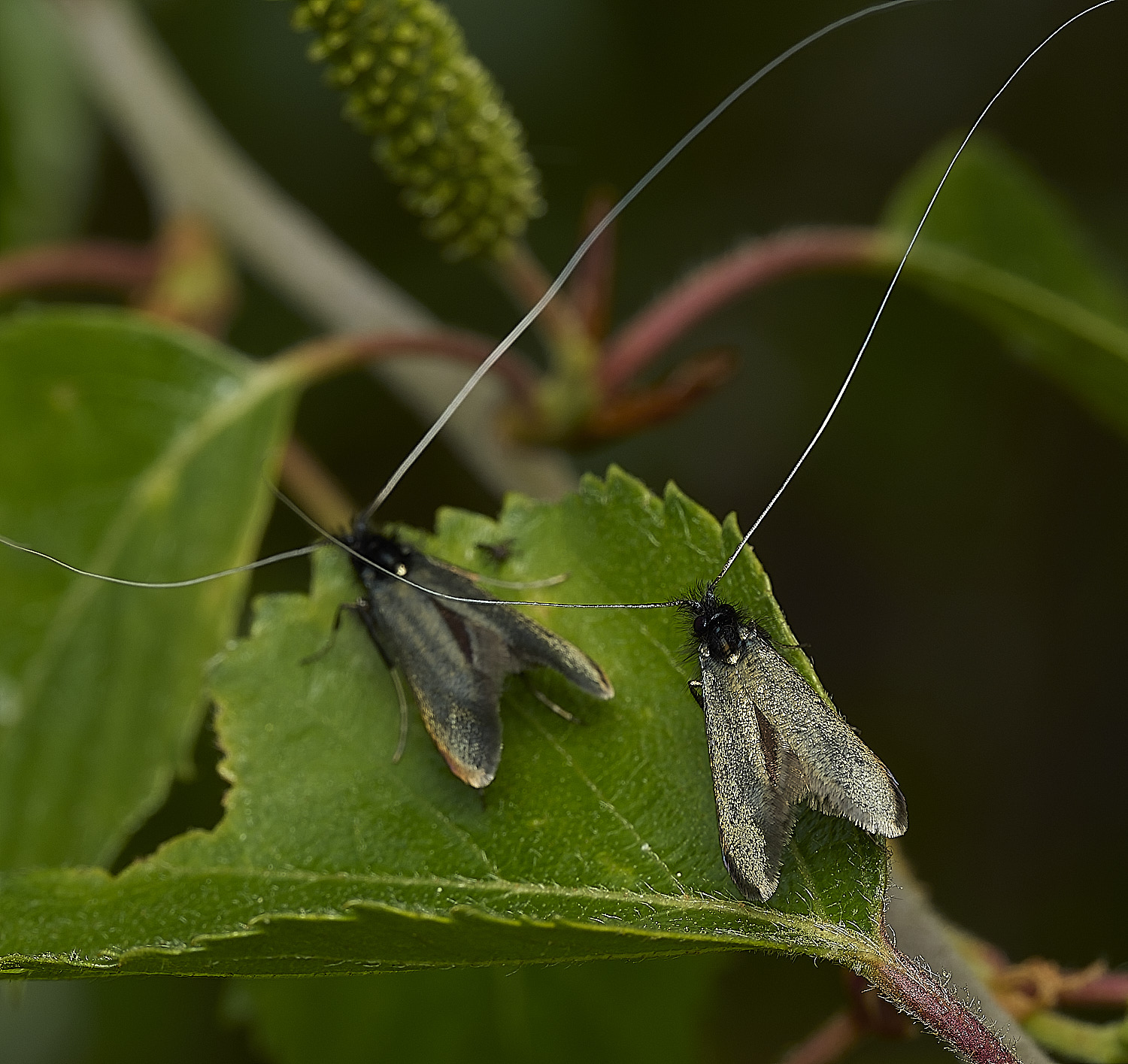 KellingHeathMoth270426-2