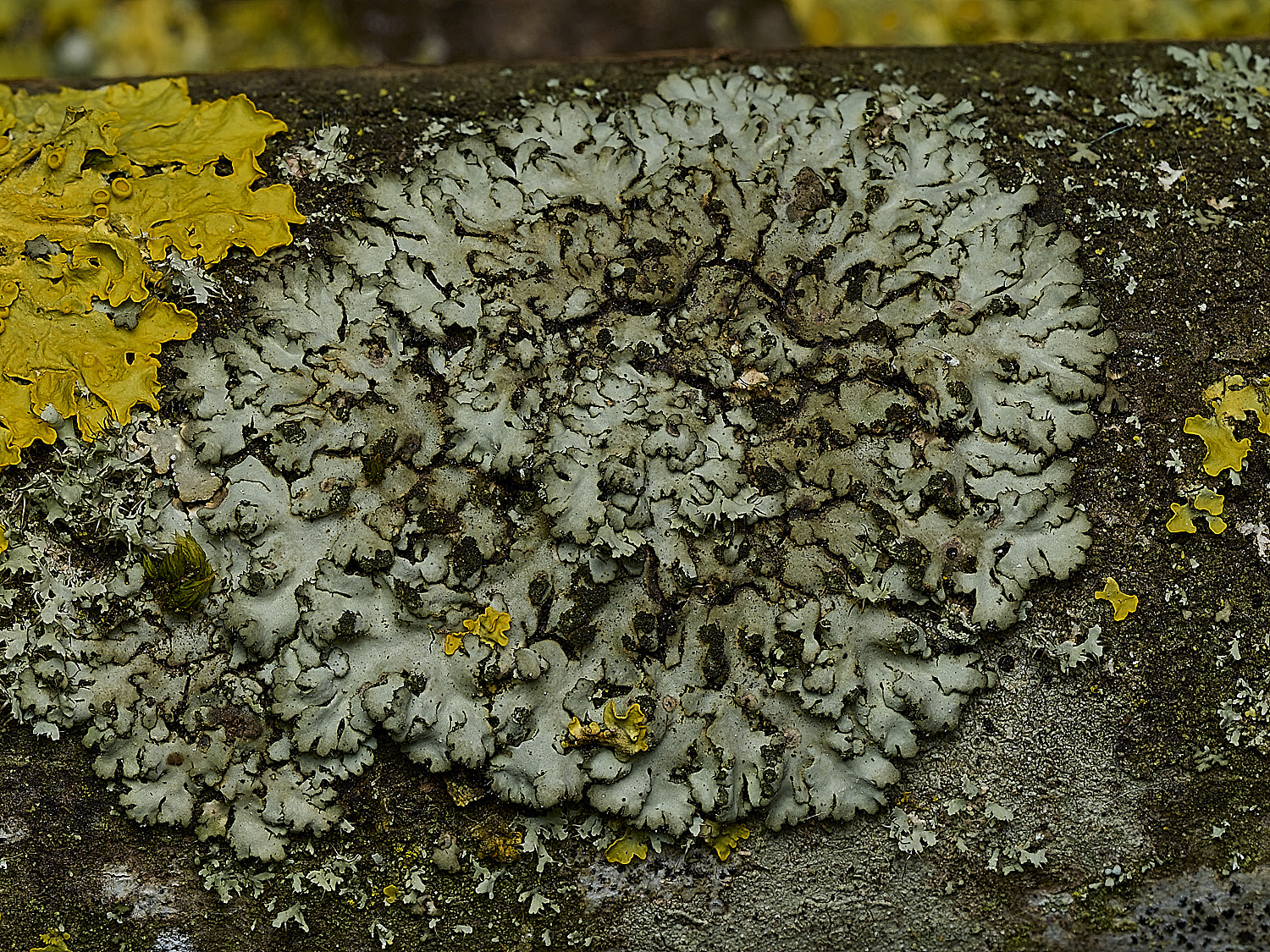 KellingHeathPorbicularis270426-1
