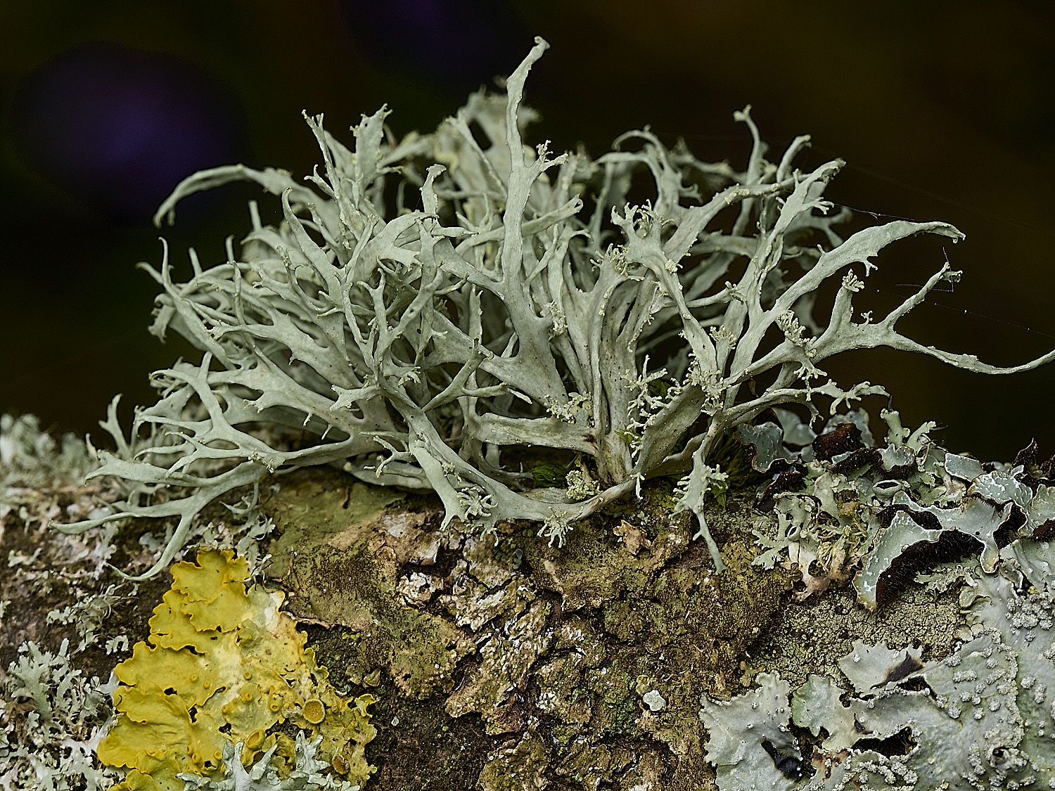 KellingHeathRfastigiata270426-1