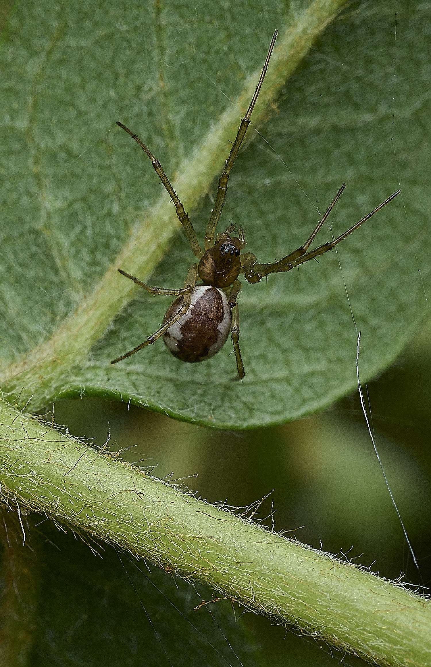 KellingHeathSpiderSp3270426-1