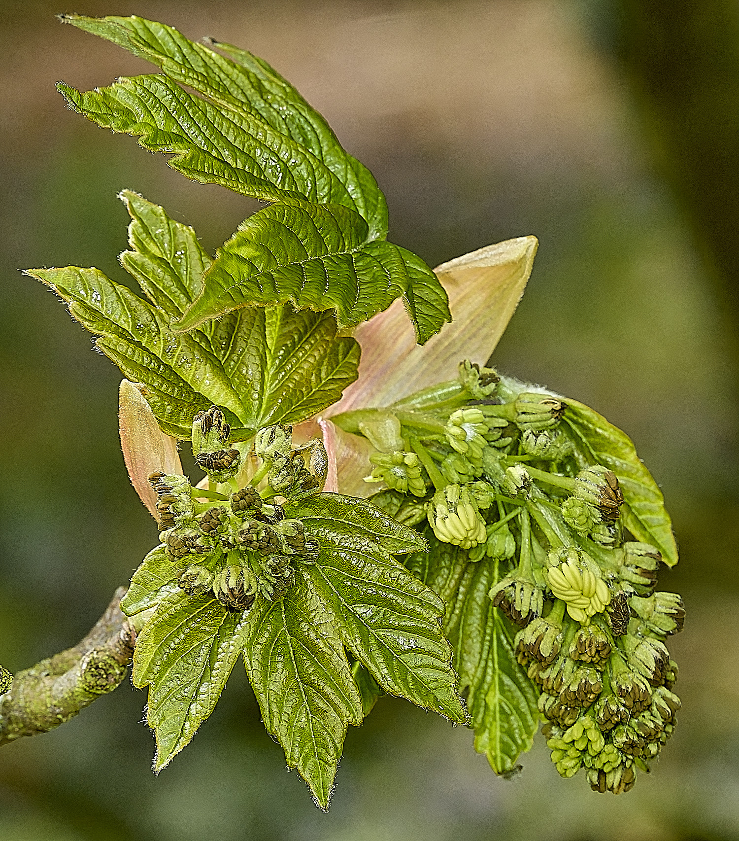 KellingHeathSycamore270426-3