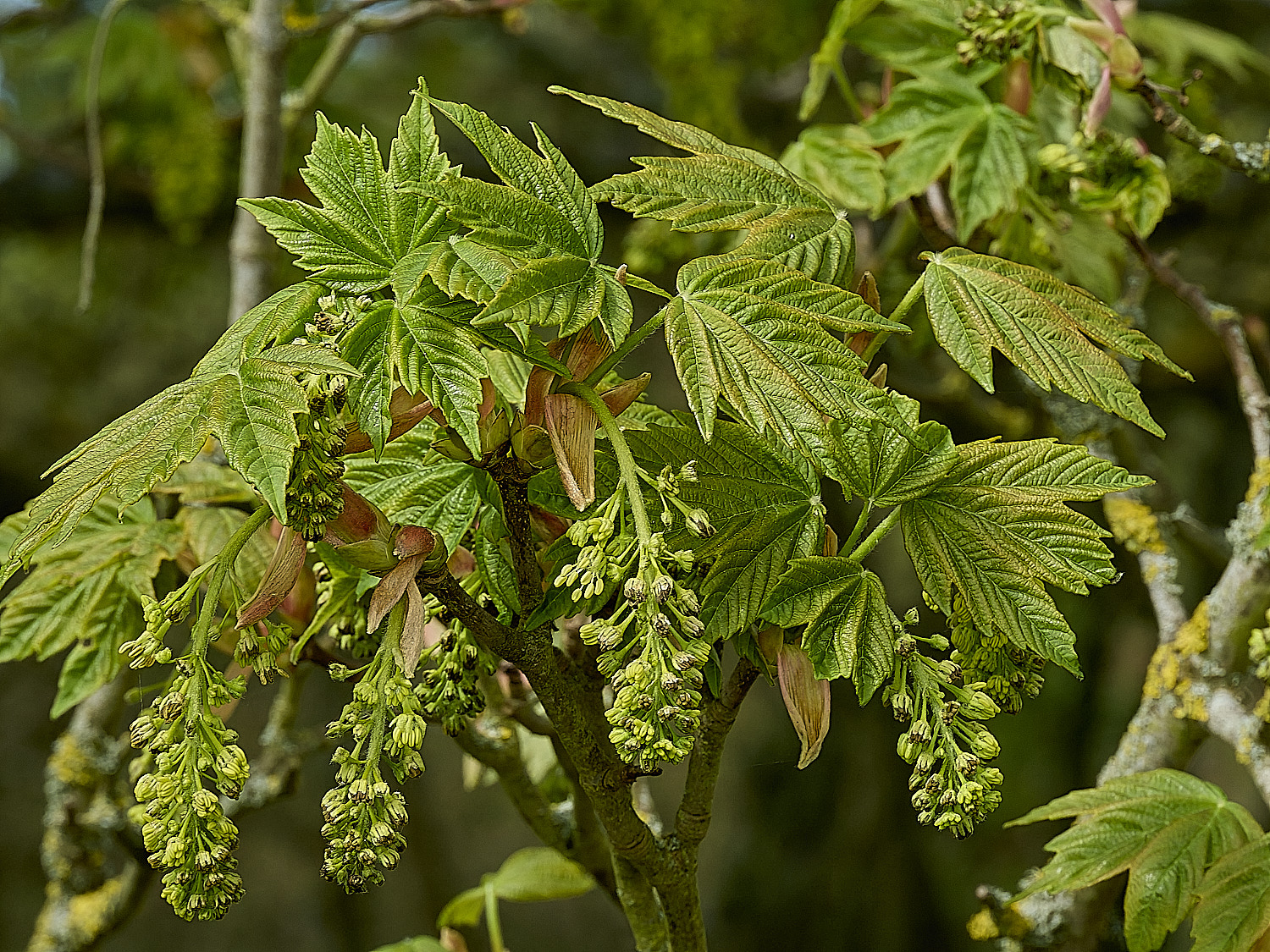 KellingHeathSycamore270426-4
