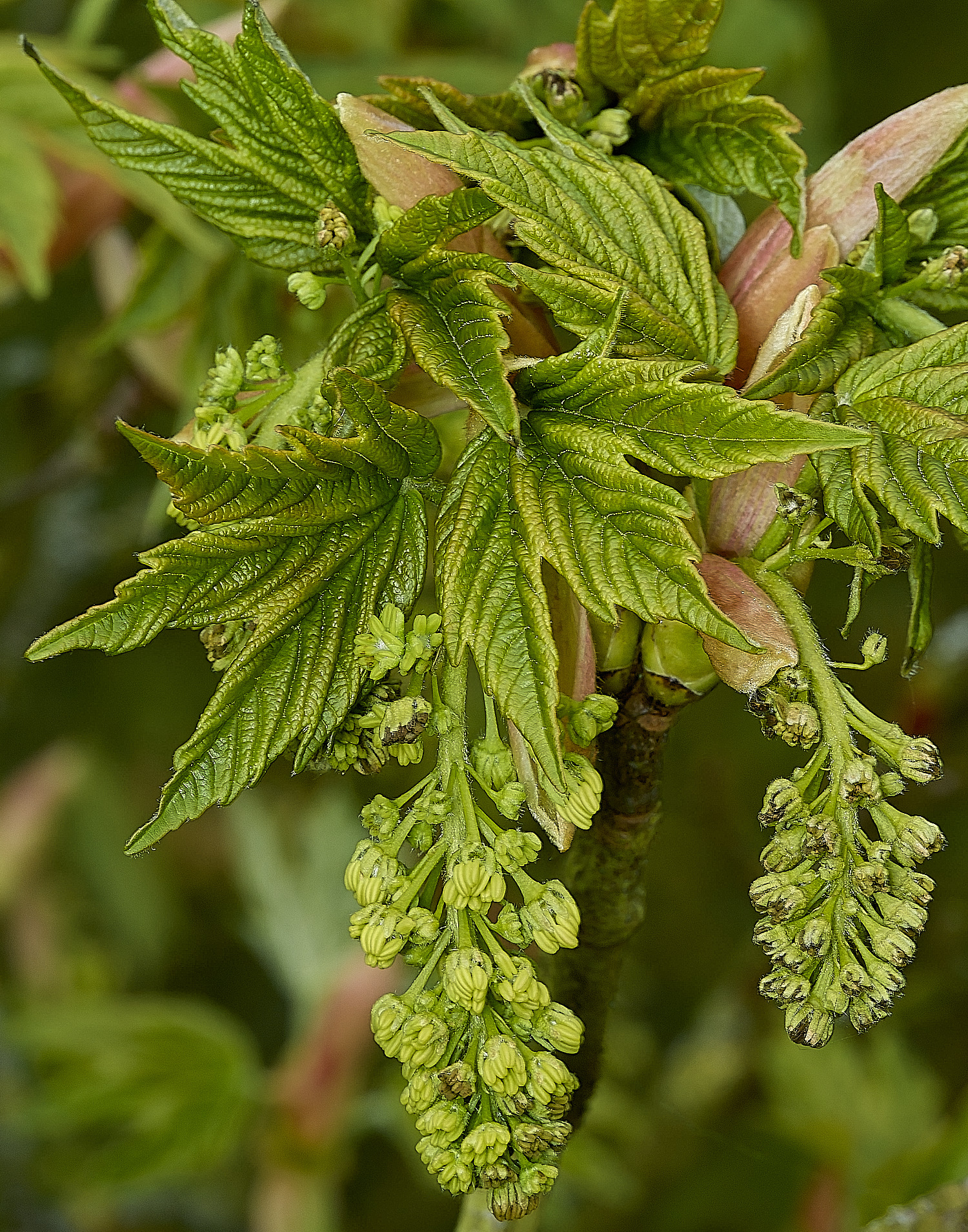 KellingHeathSycamore270426-6