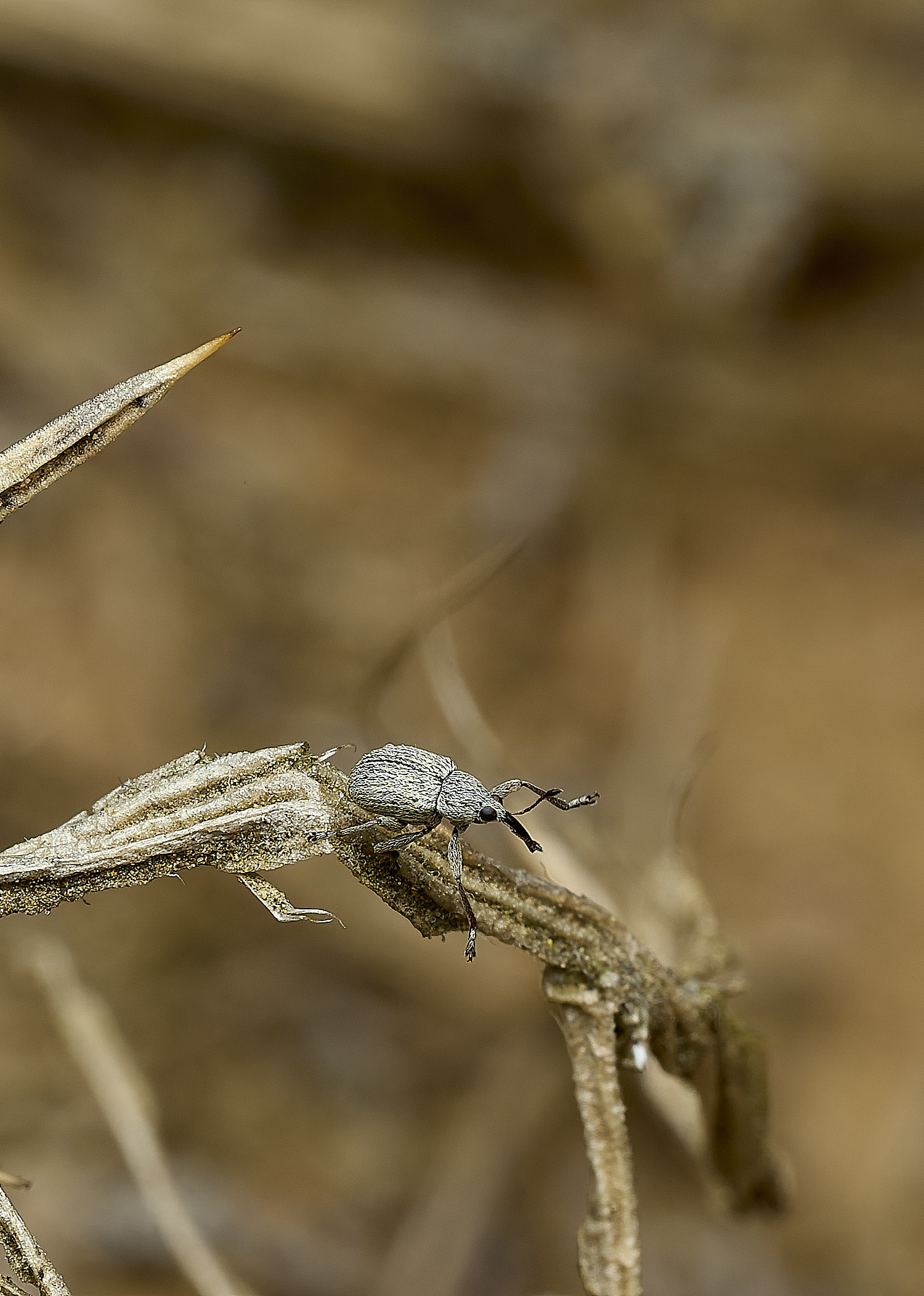 KellingHeathWeevilSp270426-3
