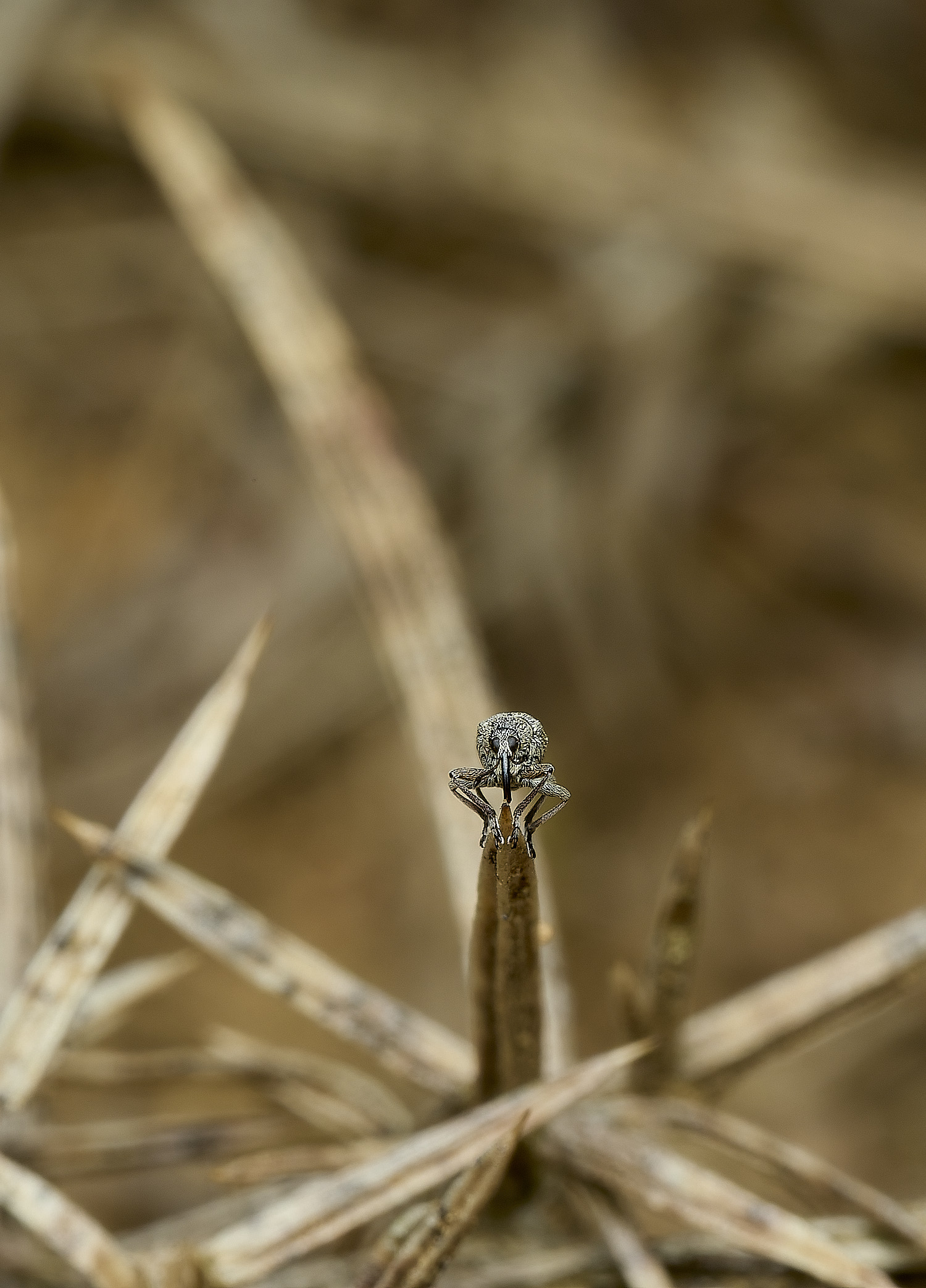 KellingHeathWeevilSp270426-7