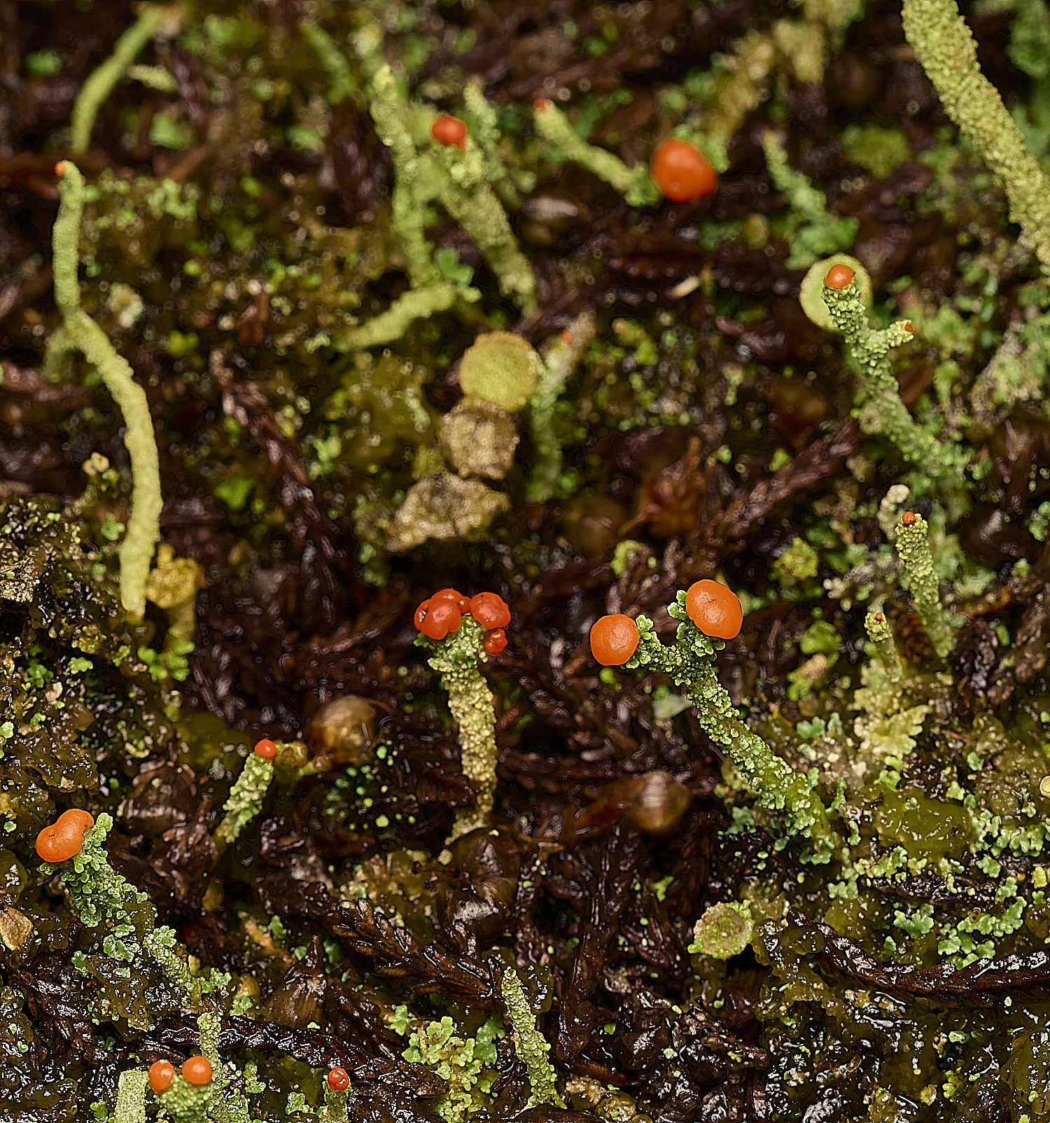 MarshamHeathCfloerkeana070226-1