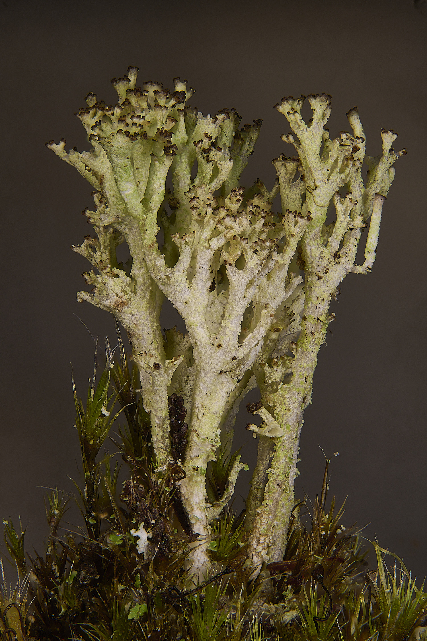 MarshamHeathCladonia1150126-1