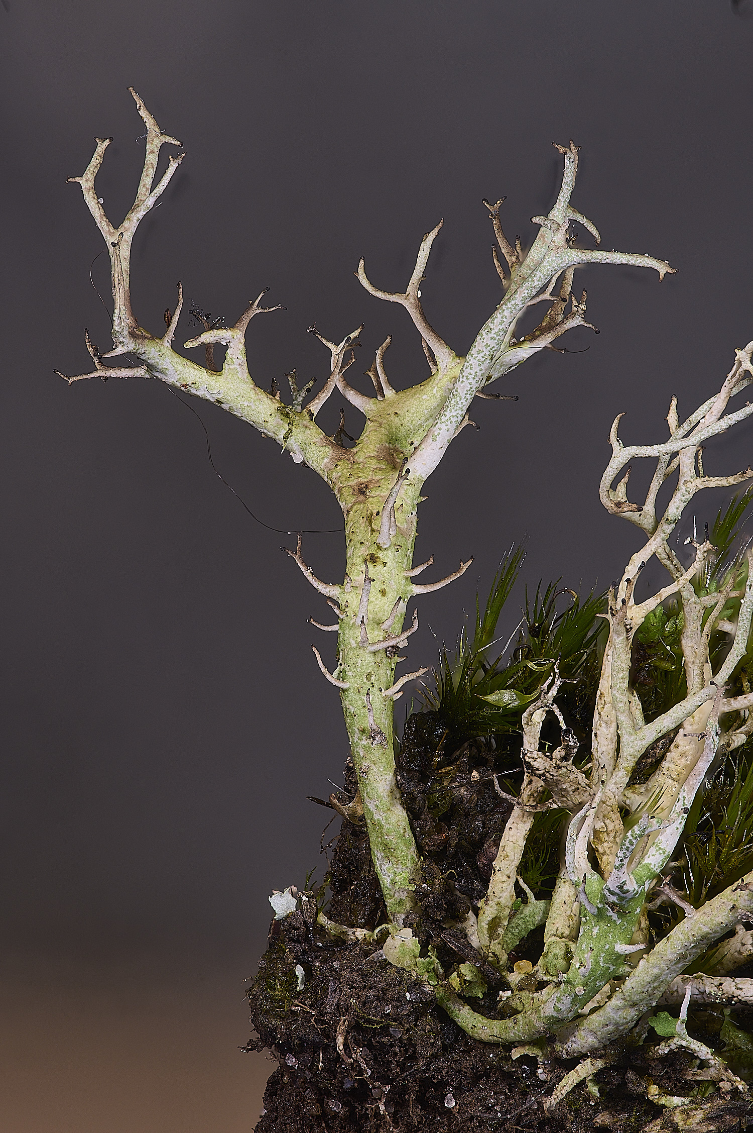 MarshamHeathCladonia2150126-2