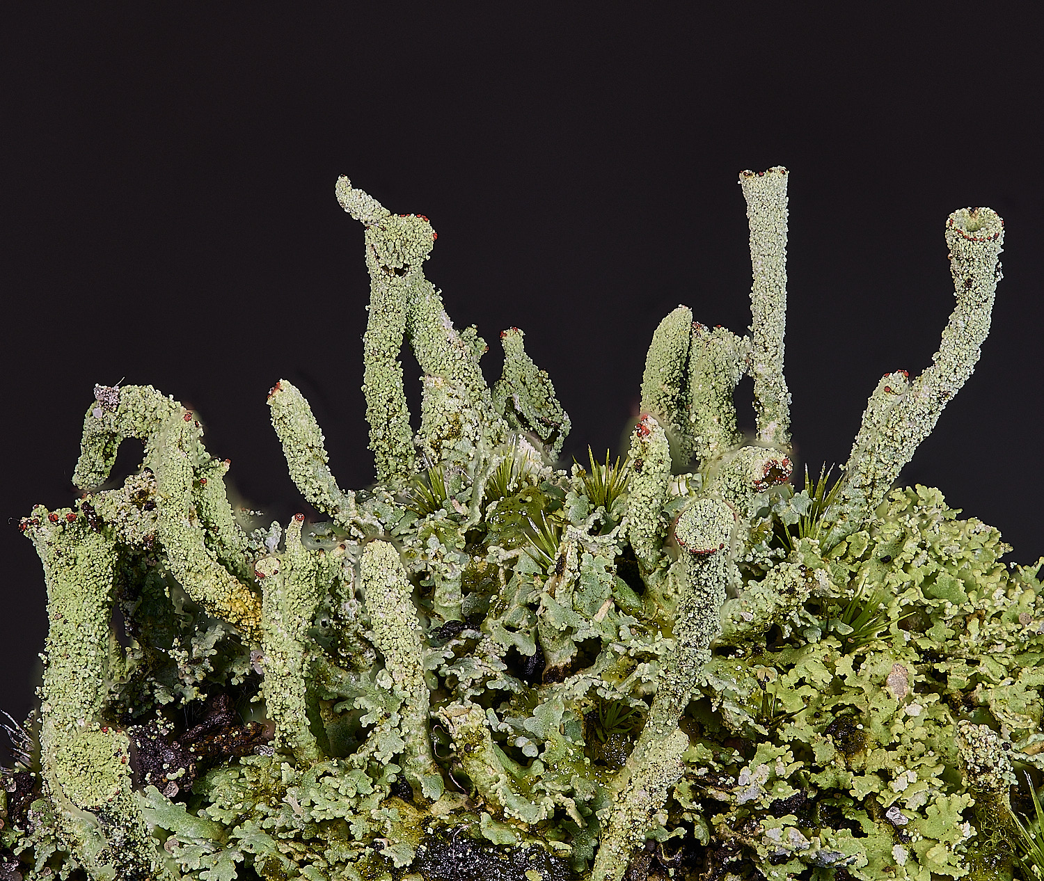 MarshamHeathCladonia7150126-2