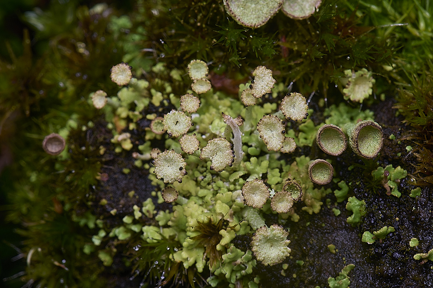MarshamHeathCladonia8150126-1
