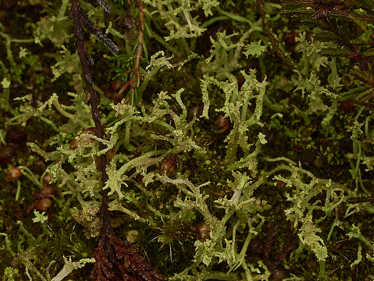 MarshamHeathCladoniaSp070226-2