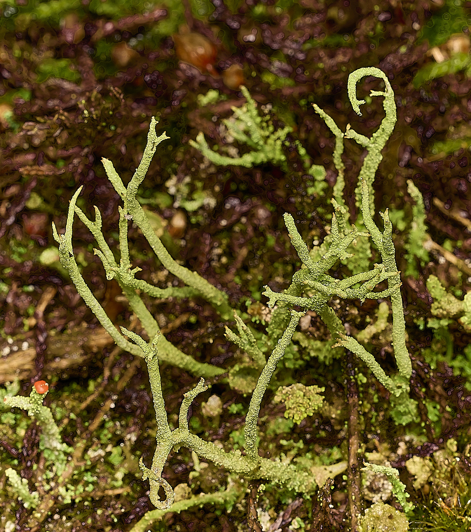 MarshamHeathCladoniaSp2070226-1