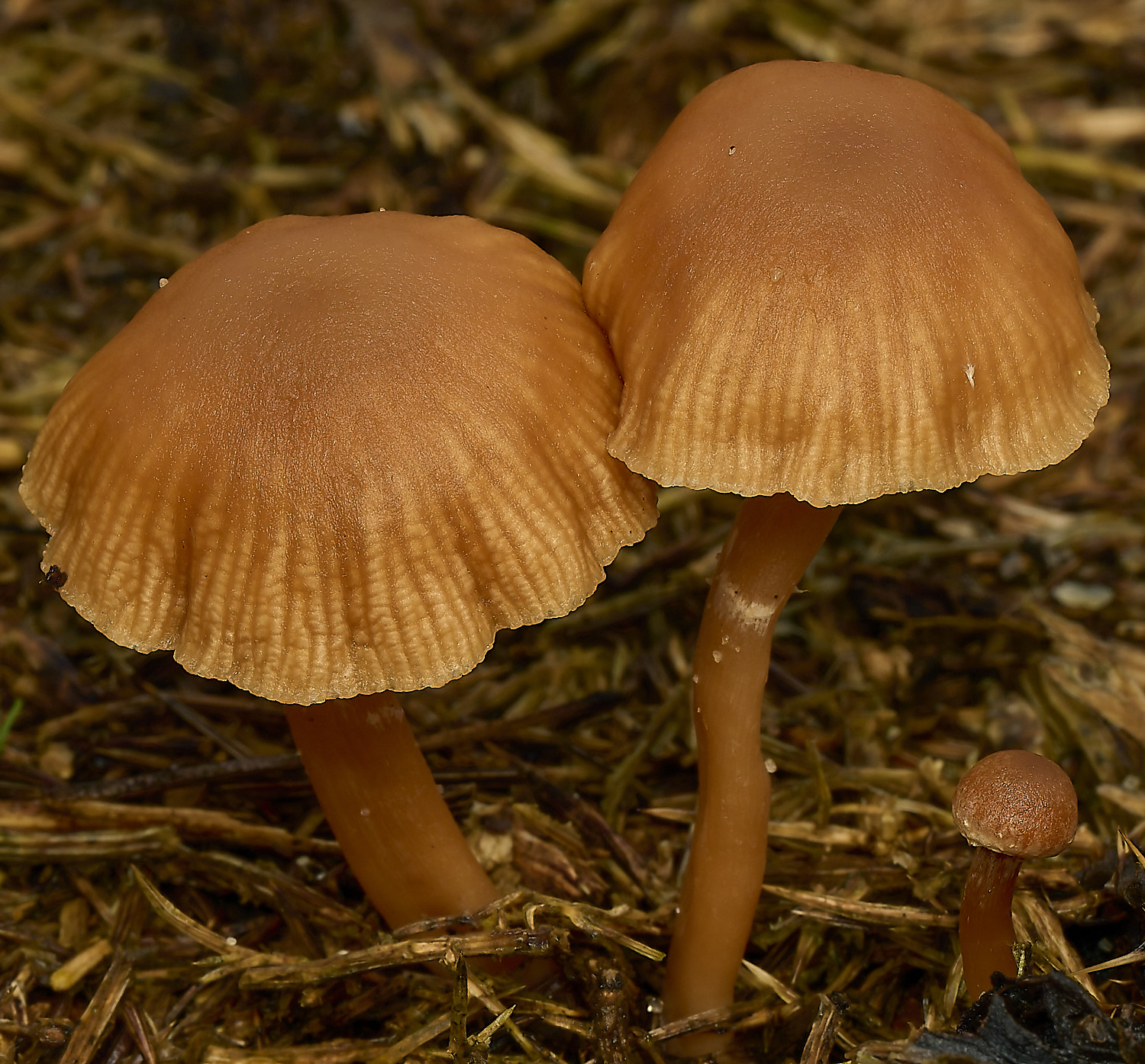 MarshamHeathFungusSp070226-3