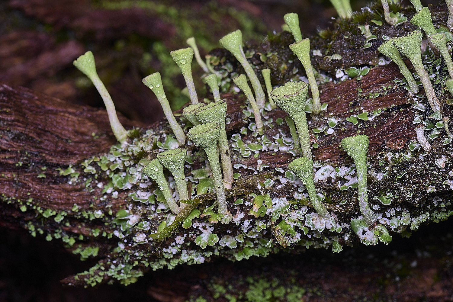 MarshanHeathCfimbriata150126-2