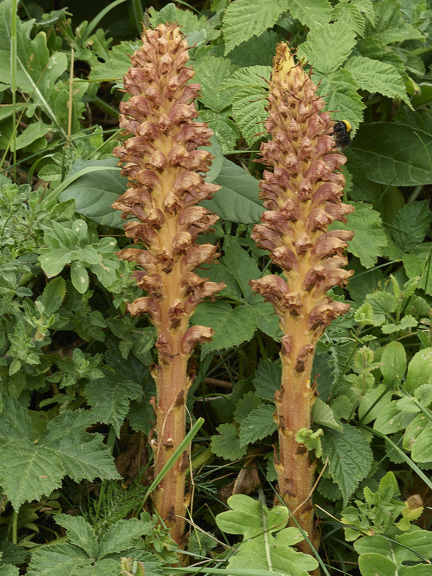 MettonKnapweedBroomrape110626-1
