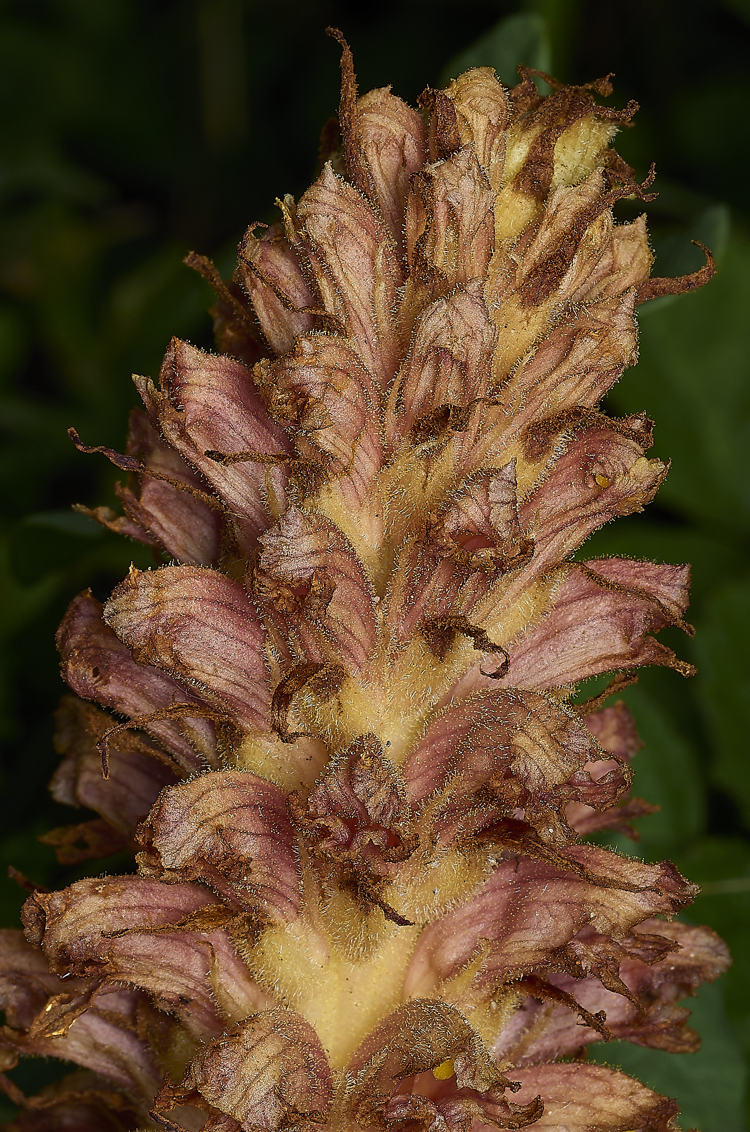 MettonKnapweedBroomrape110626-2