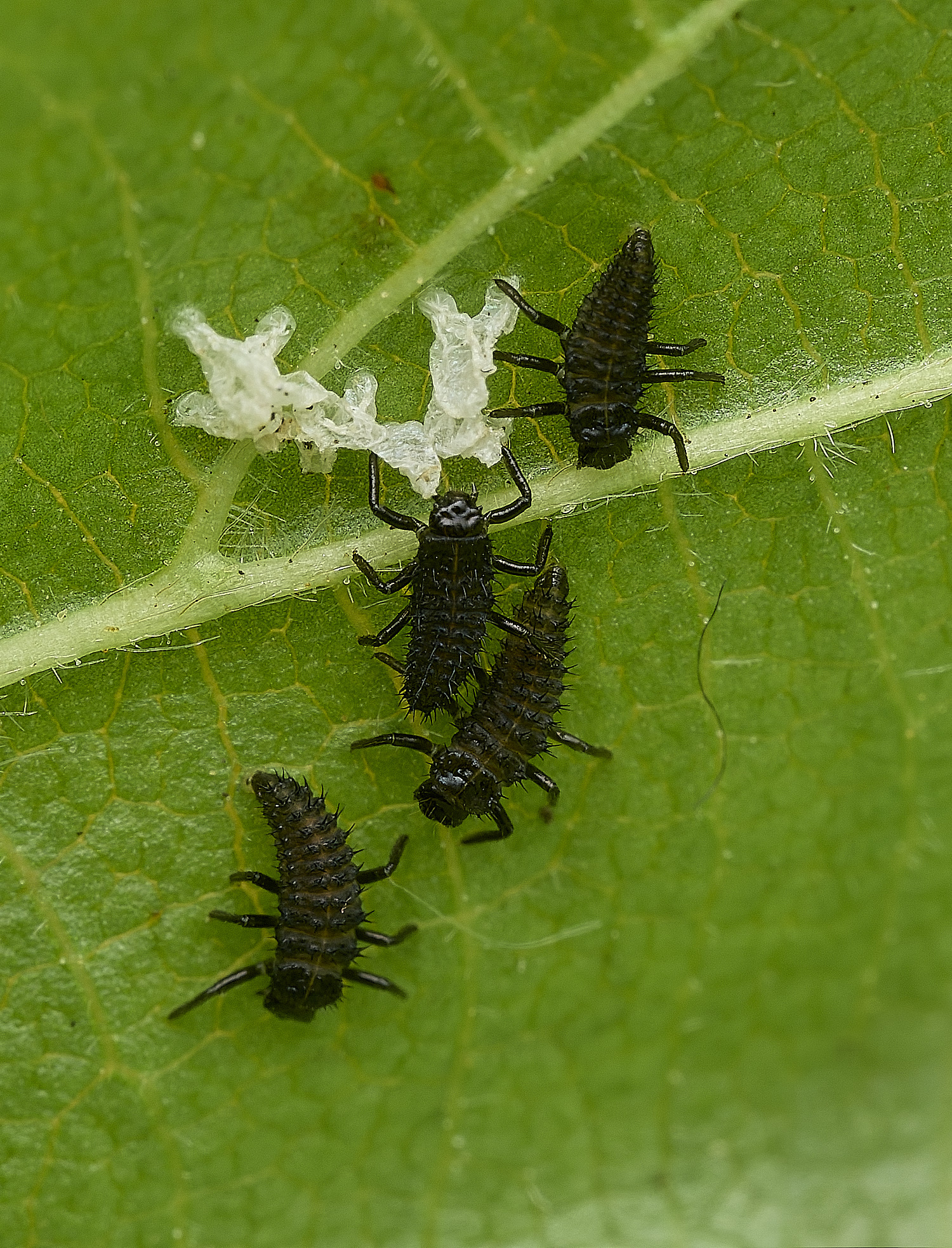 NorwichBugs290426-1