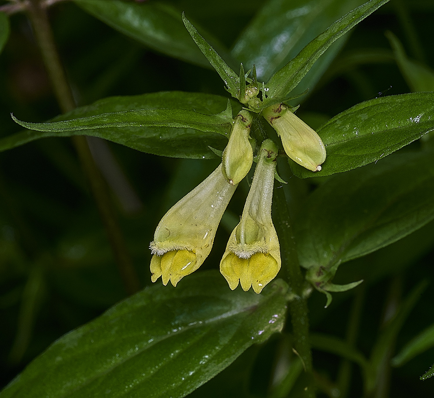 NorwichCowwheat060626-1