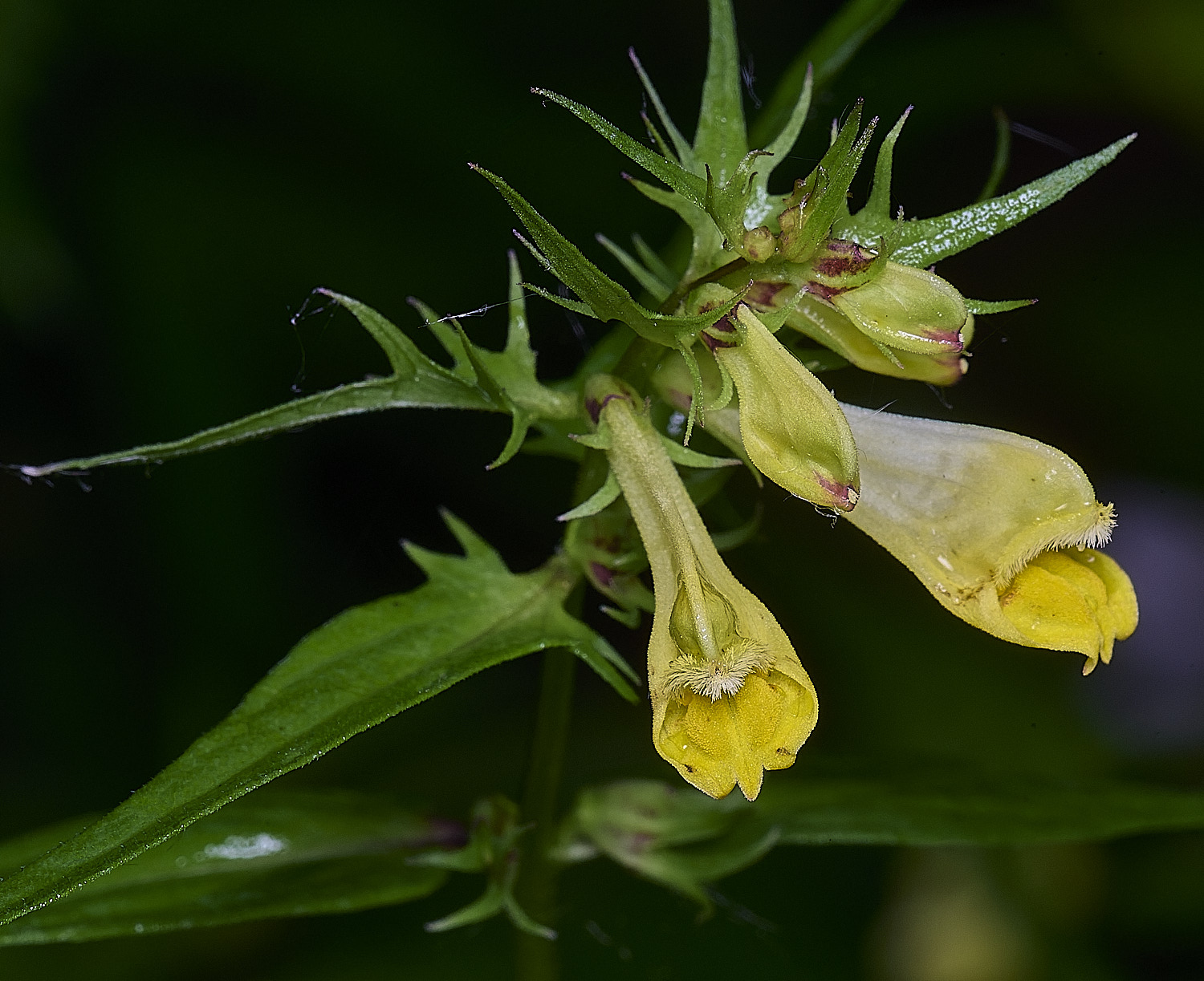 NorwichCowwheat060626-2