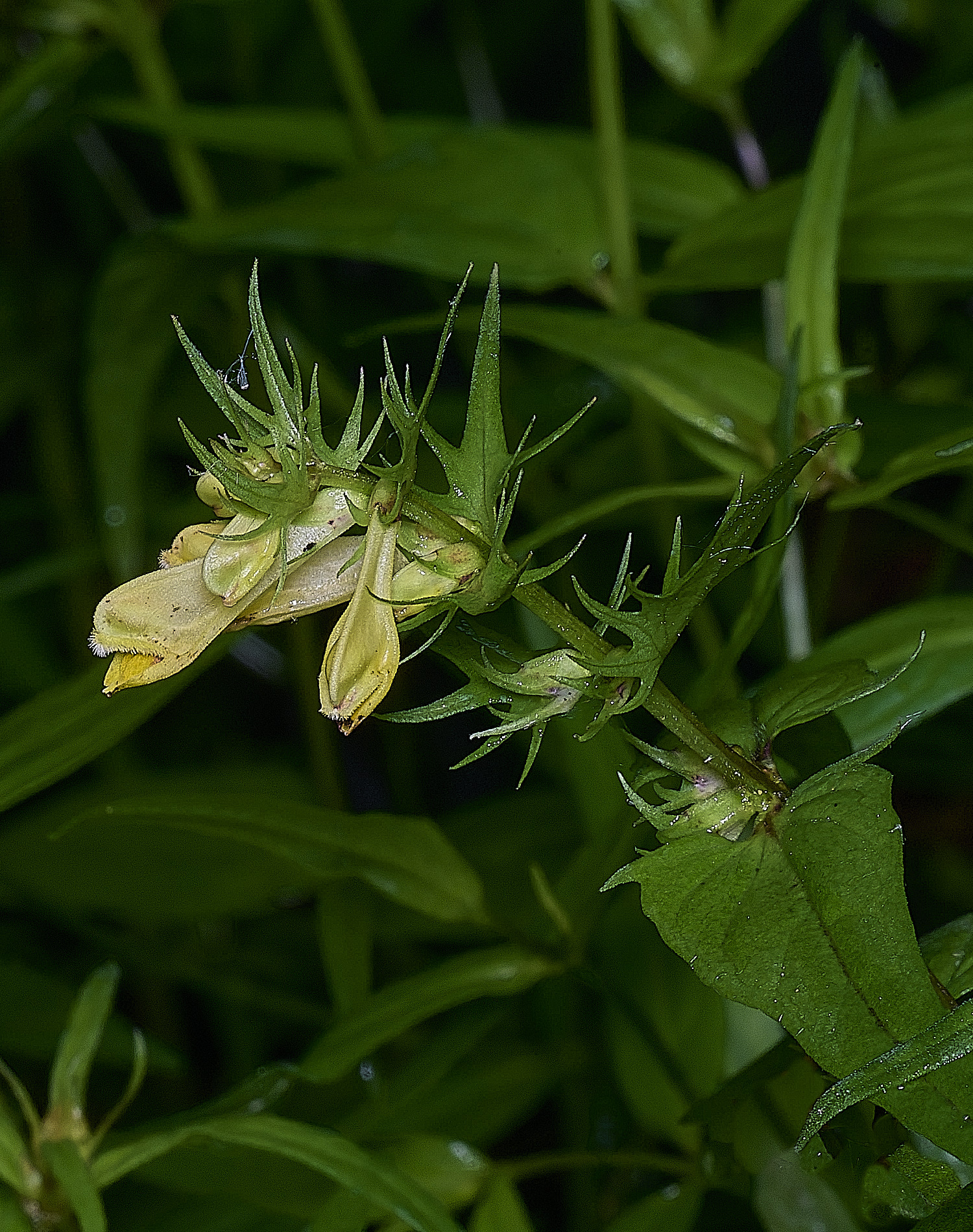 NorwichCowwheat060626-5