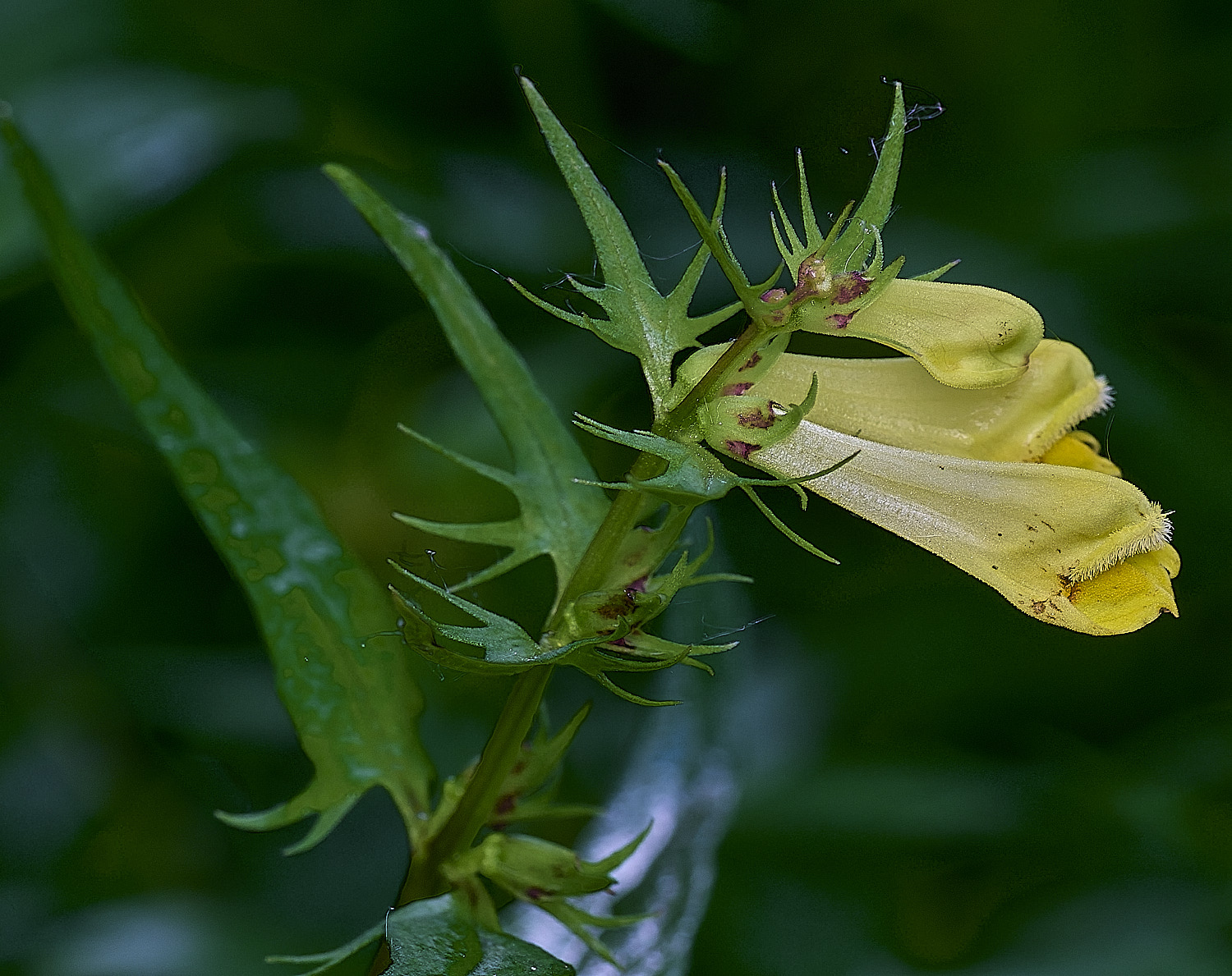 NorwichCowwheat060626-8